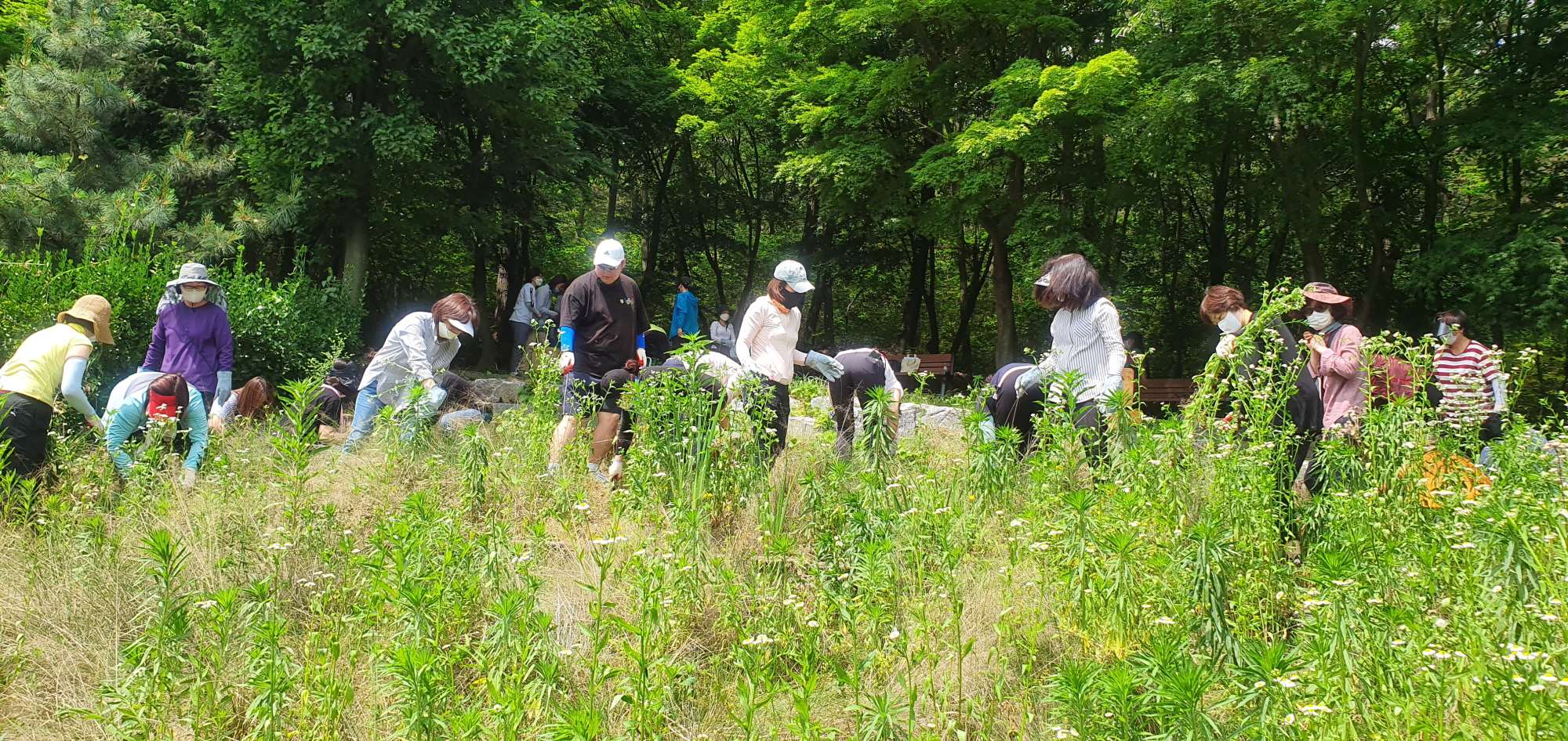 안산시 성포동, 노적봉 핑크뮬리 정원 재정비