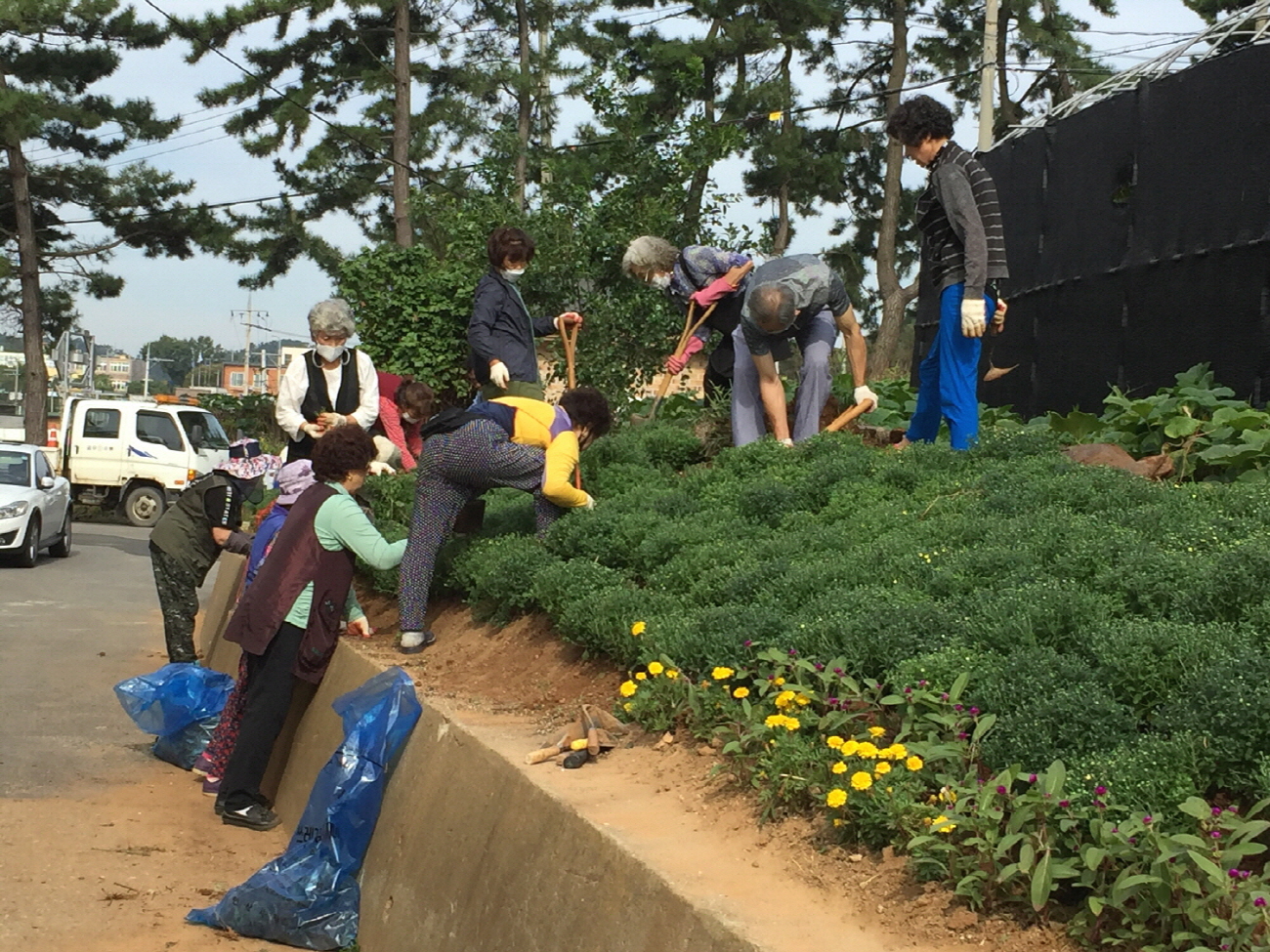 안산시 대부동, 국화꽃 식재로 가을정취 물씬