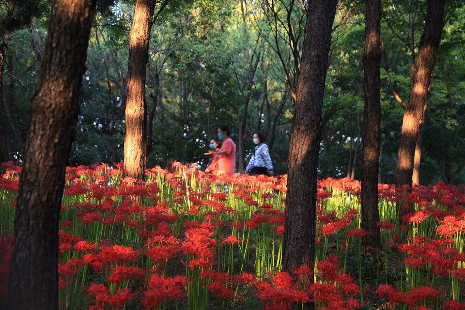 매화향기이동주민협의회, 황토십리길 꽃무릇 심기 행사