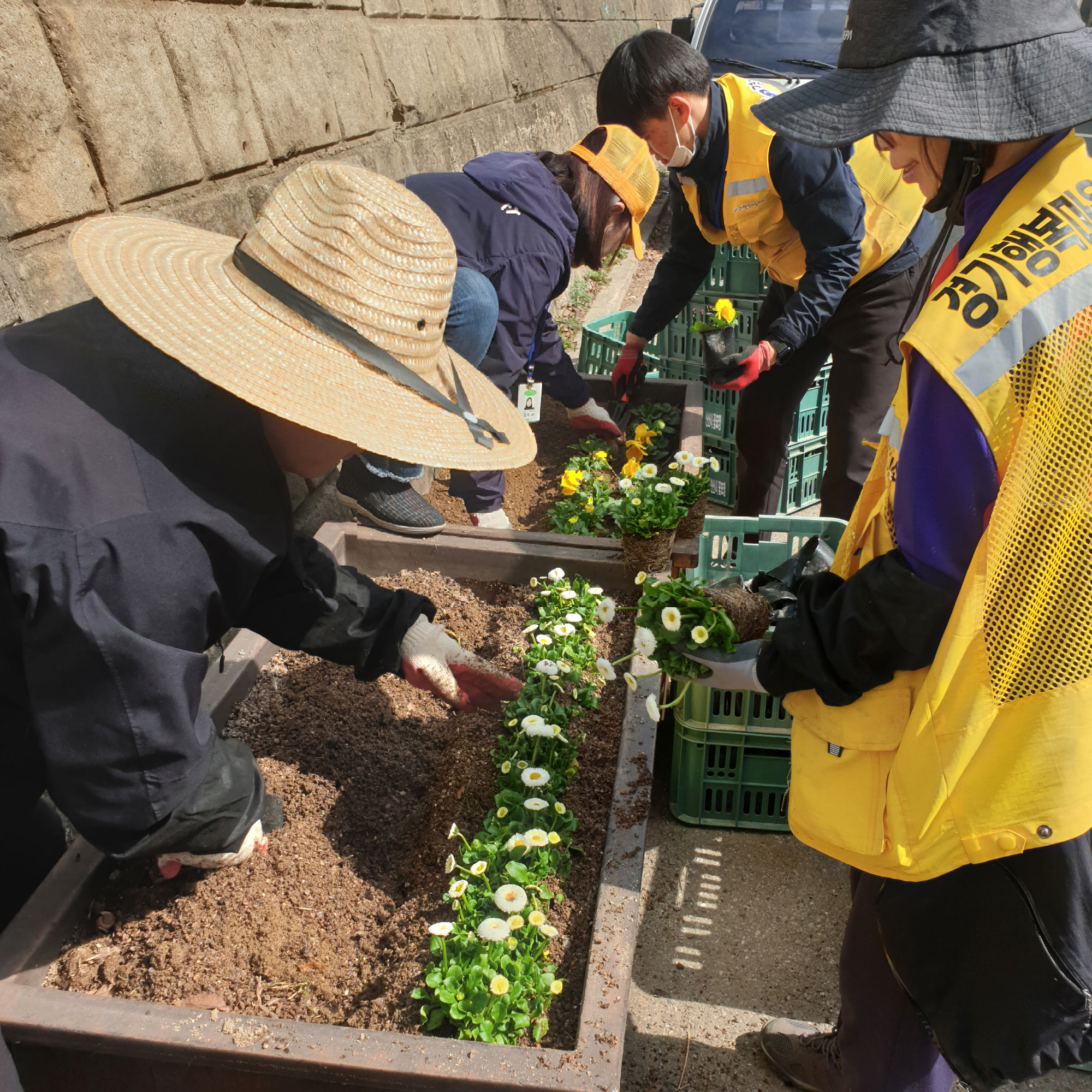 안산시 사동, 새봄맞이 화사한 봄꽃 식재