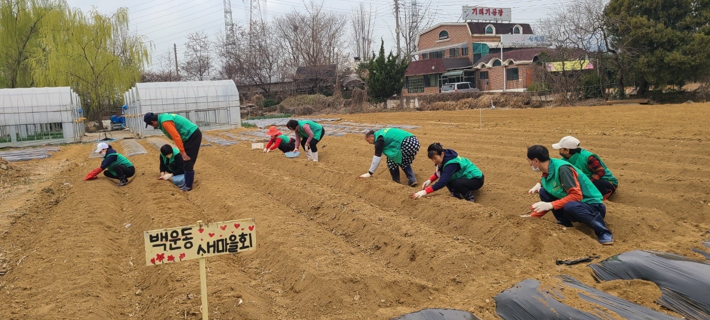 안산시 백운동 새마을회, 사랑나눔 씨감자 파종