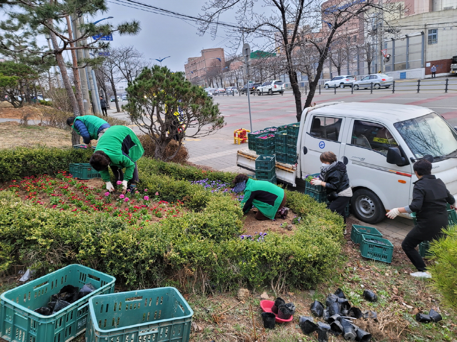 안산시 안산동 새마을회, 무궁화동산에 봄꽃 식재