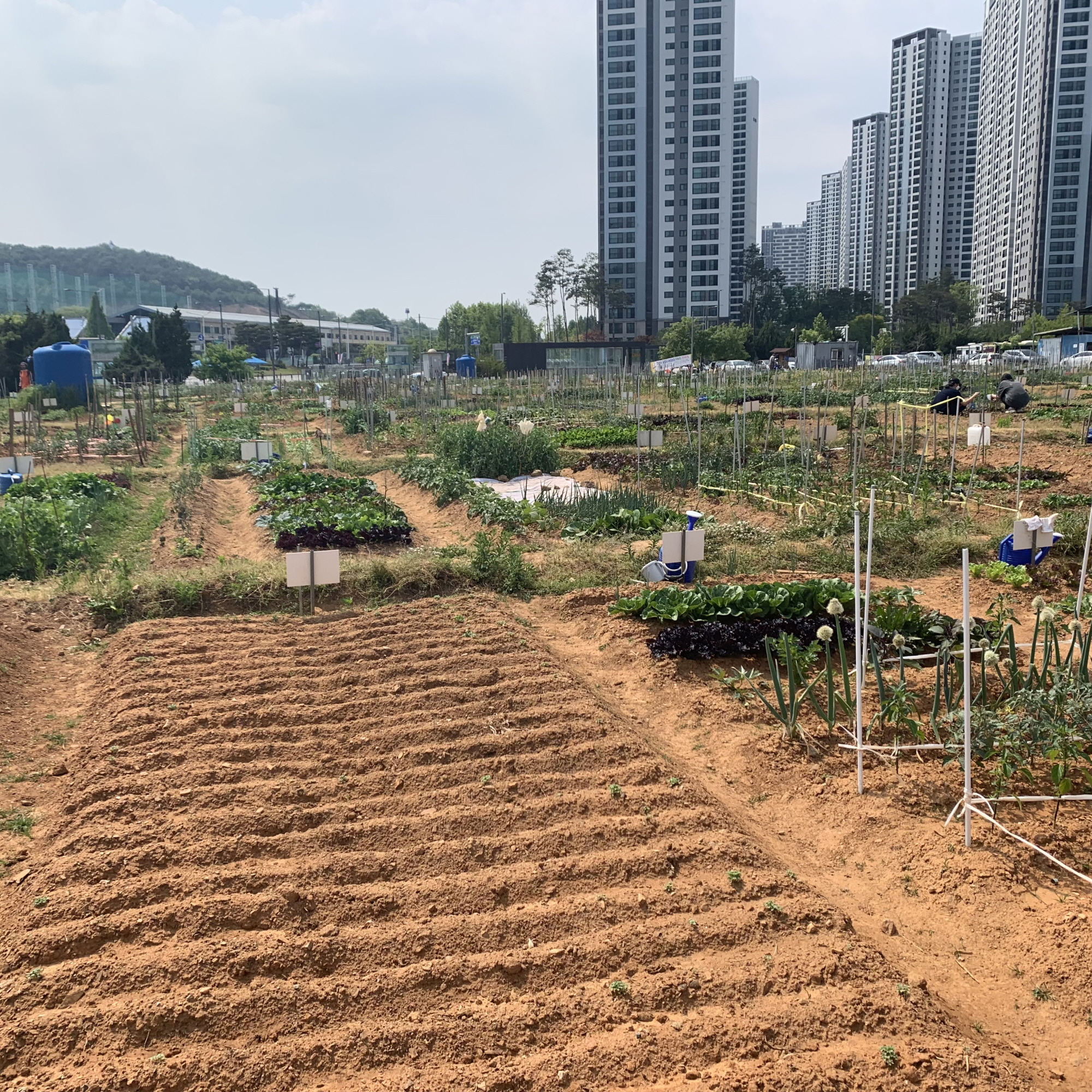 안산시, 2023년 주말농장 분양신청 접수