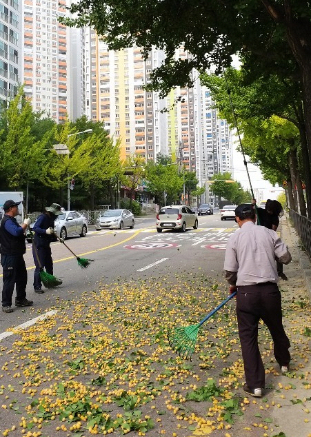 안산 단원구, 은행 열매 조기 채취 나서