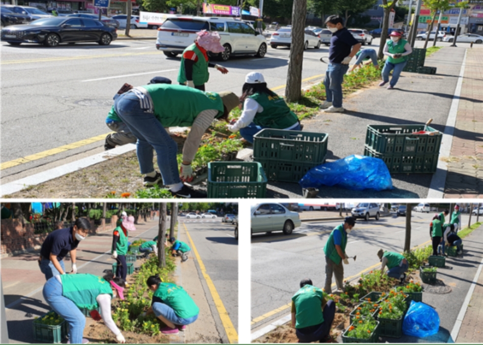 성포동 새마을부녀회, 가을꽃 식재 ‘주민에게 희망을’