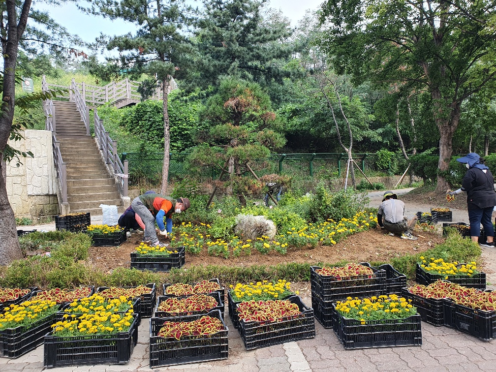 안산시 선부2동, 주민 힐링 위해 가을꽃 식재