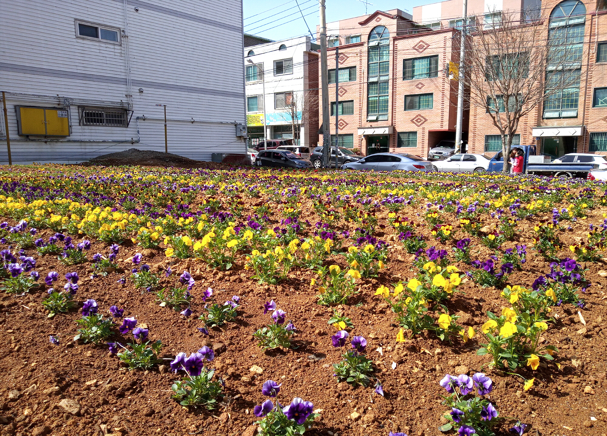 안산시 본오1동, 쾌적한 도시환경 조성