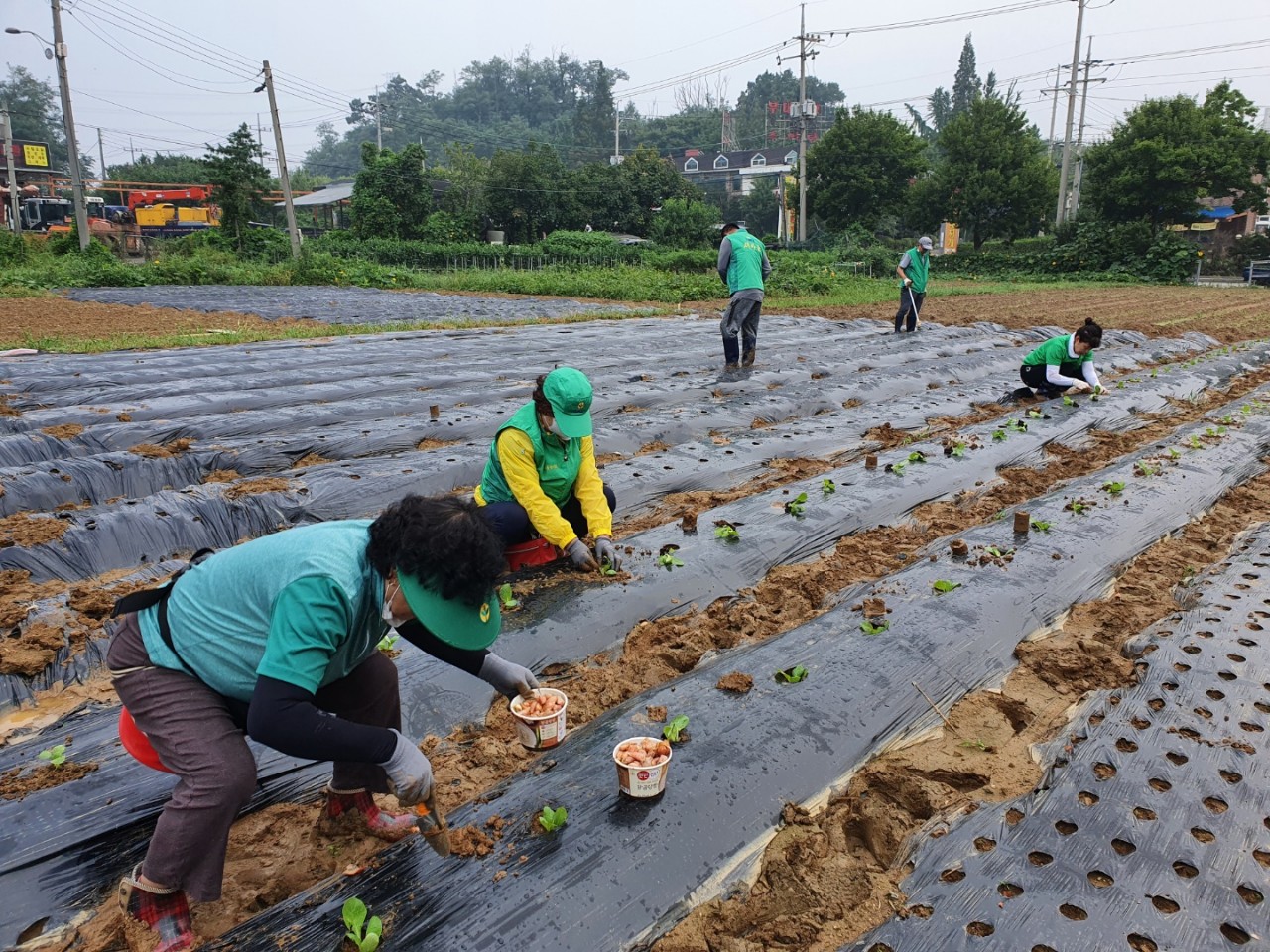 안산시 백운동 새마을회, 김장김치 나눔 위한 무 파종
