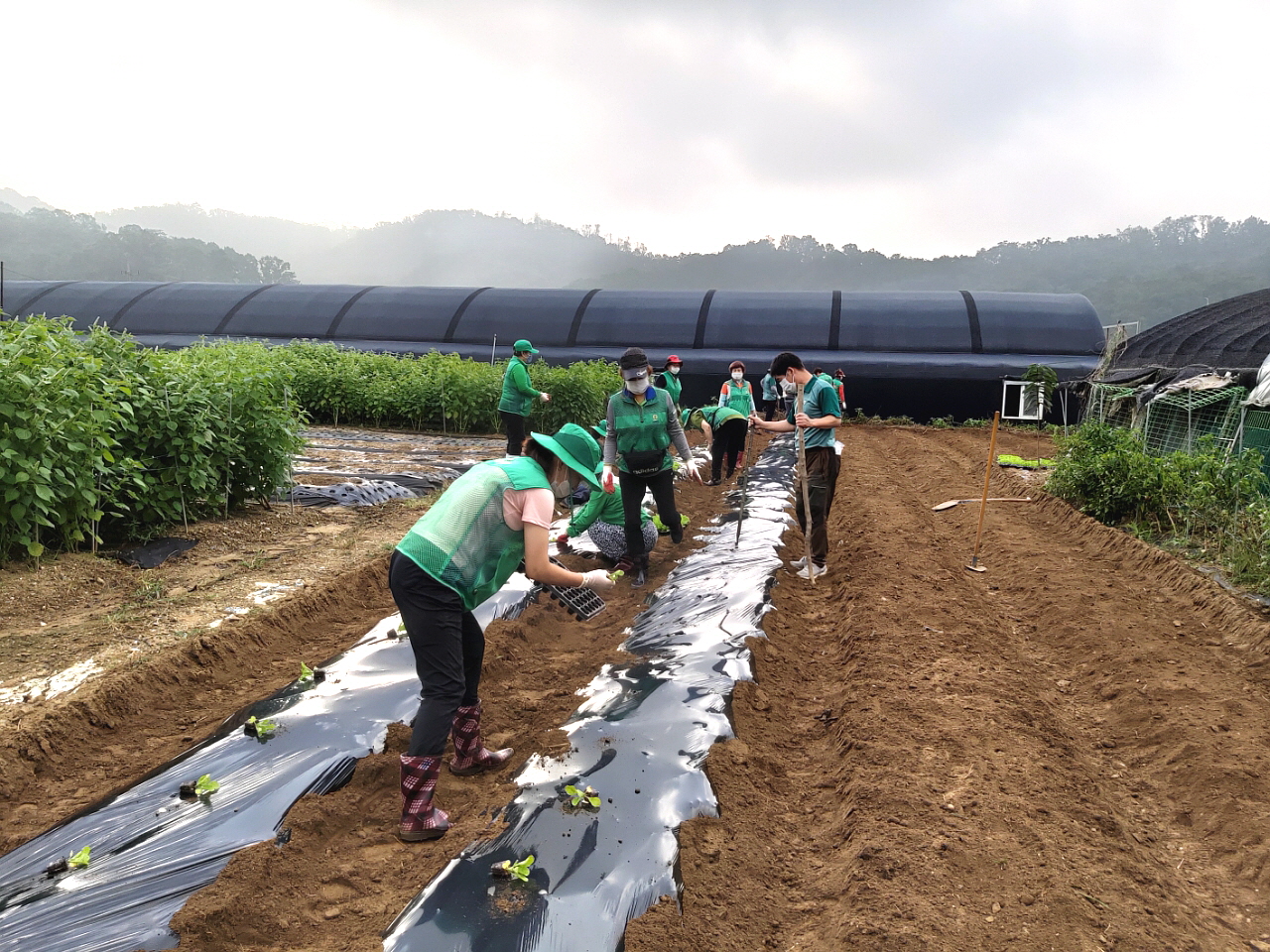 안산시 와동 새마을회, 나눔 실천 위한 배추심기