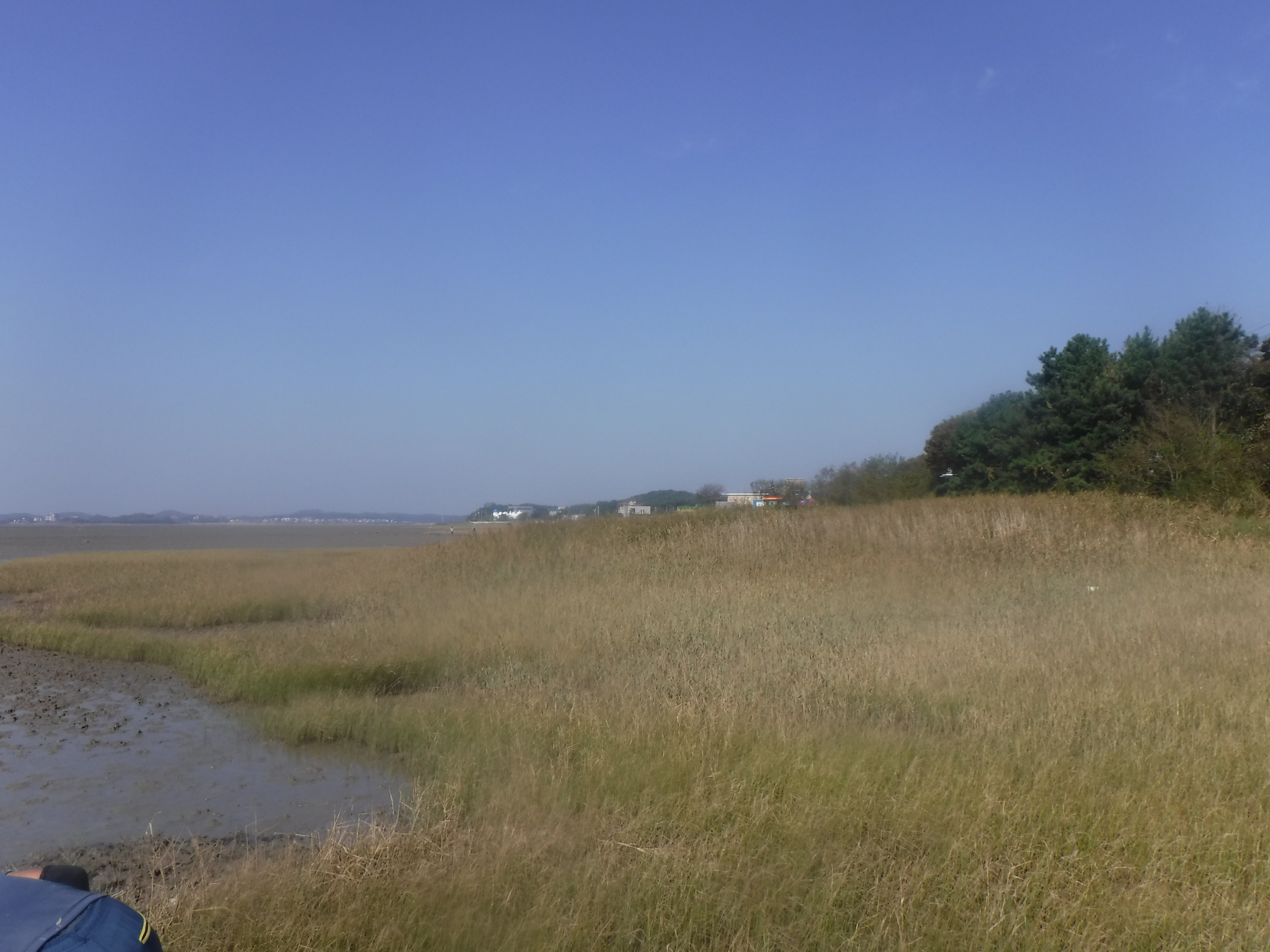 안산 풍도와 대부도, 바다숲 조성관리사업 조성지로 선정