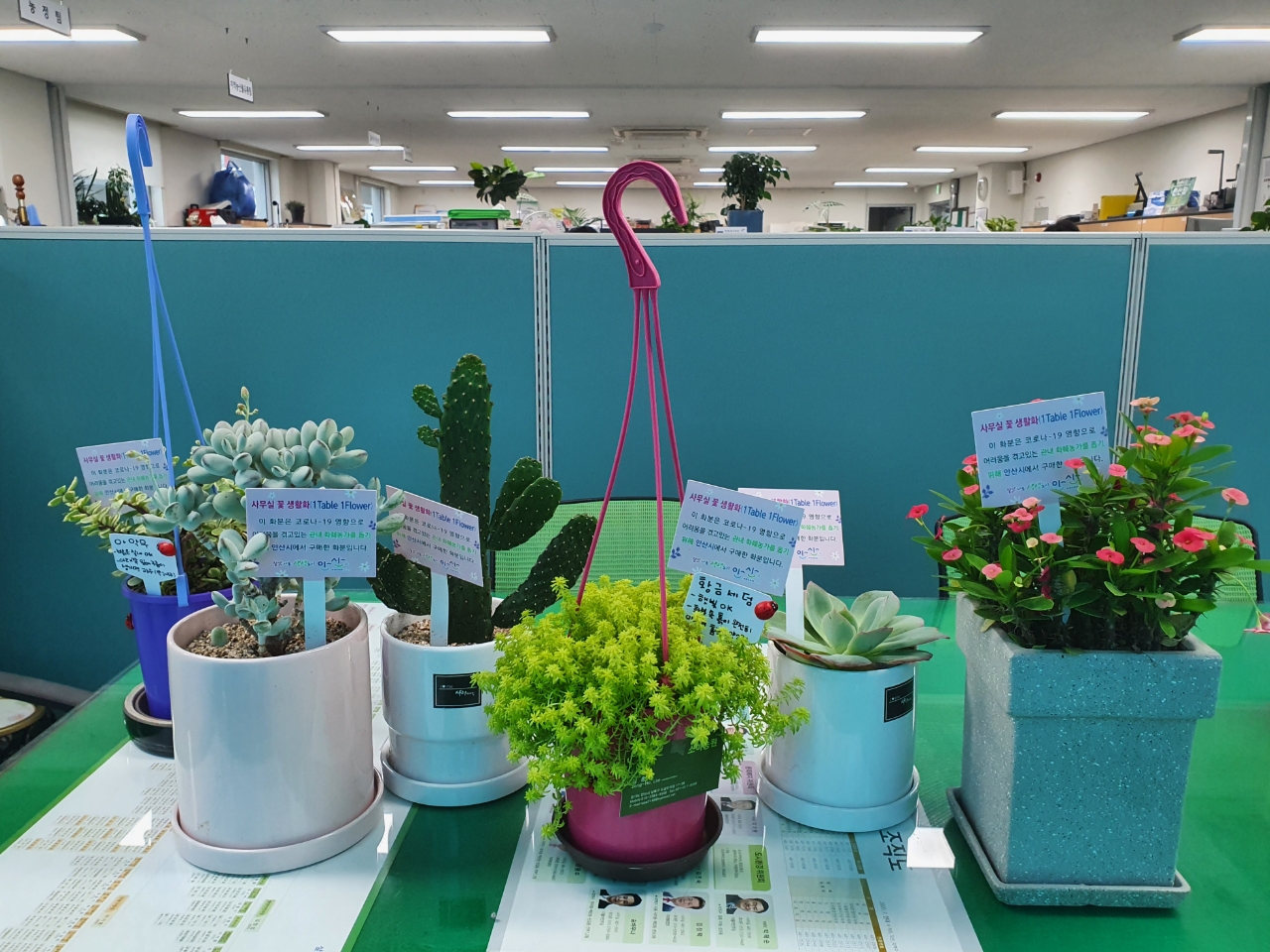 안산시, 사무실 꽃 생활화 ‘1책상 1화분 운동’ 전개