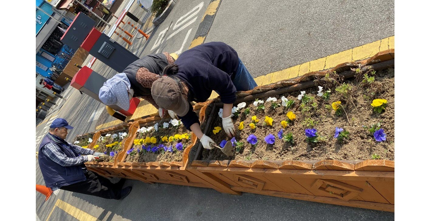 안산시 본오3동 청사에 봄꽃이 활짝