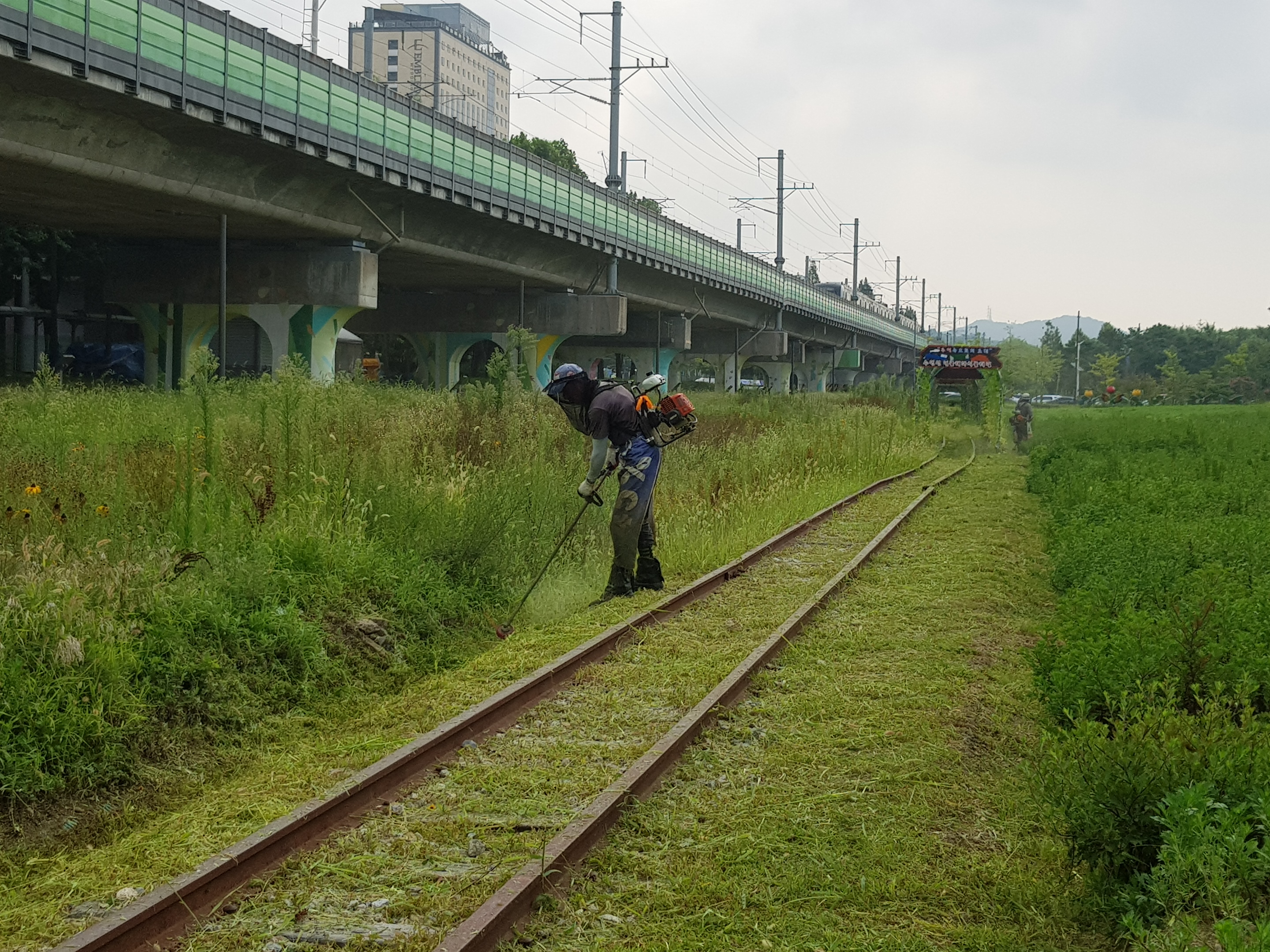 안산시 단원구, 수인선 협궤 철로변 야생화 단지 제초작업