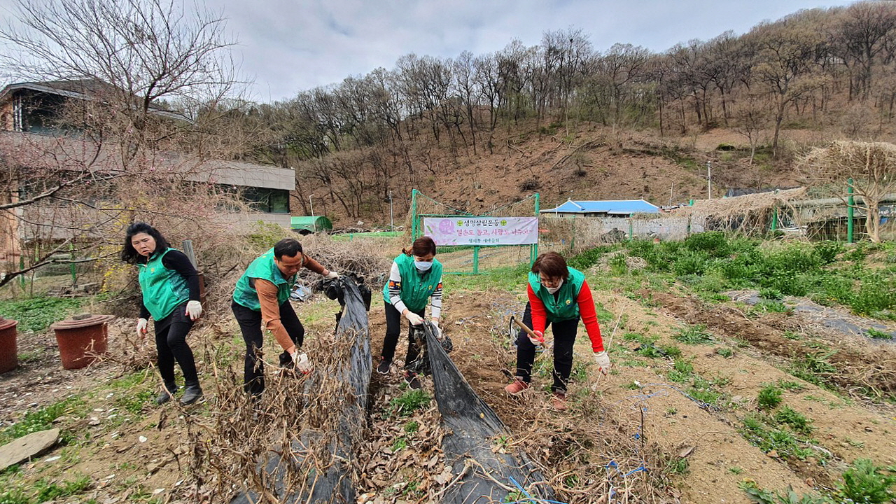 안산시 월피동 새마을협의회, 양상동 일대 폐비닐 수거
