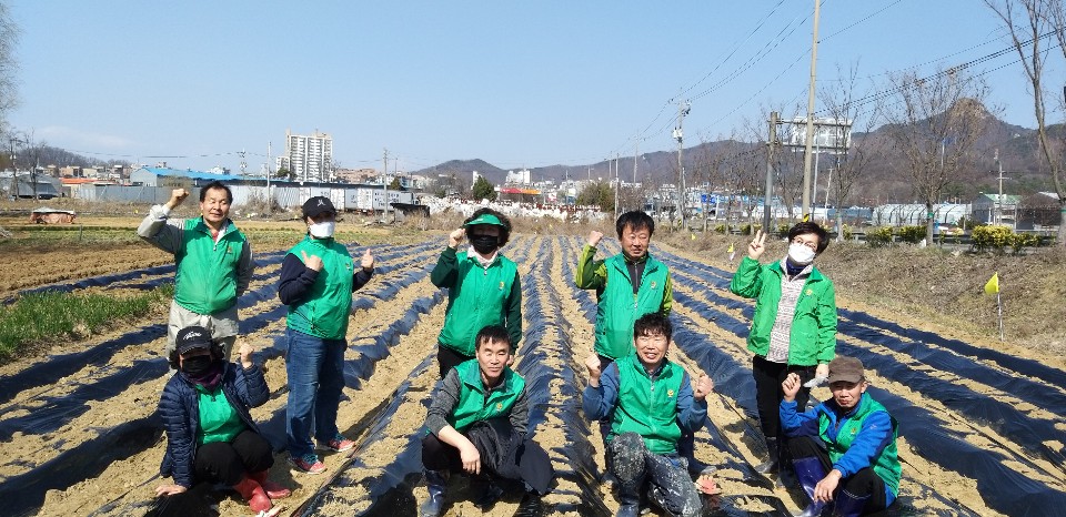 안산동 새마을회, 이웃나눔 위한 감자심기 행사