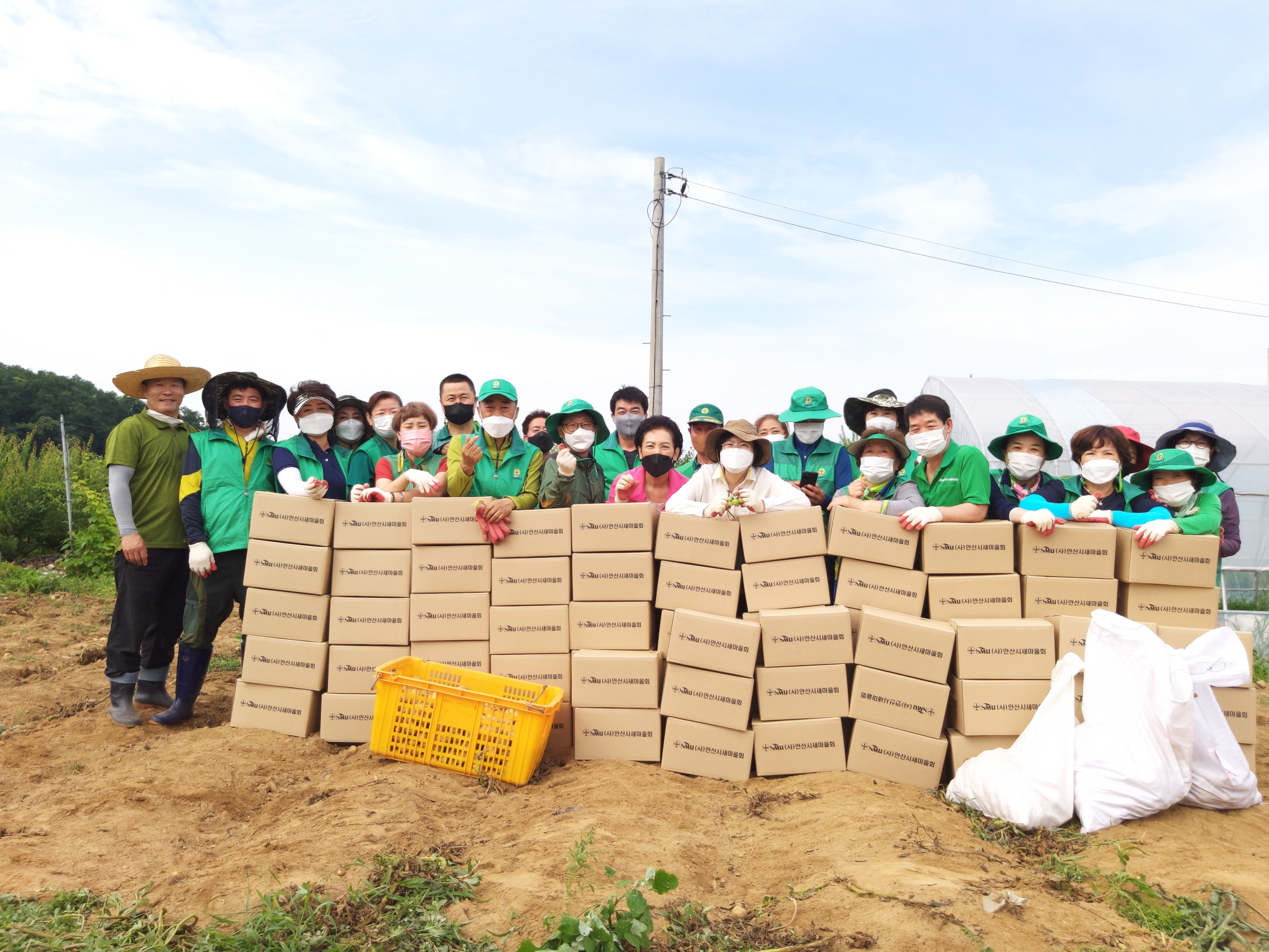 안산시 와동 새마을회, 사랑의 감자 나눔 활동