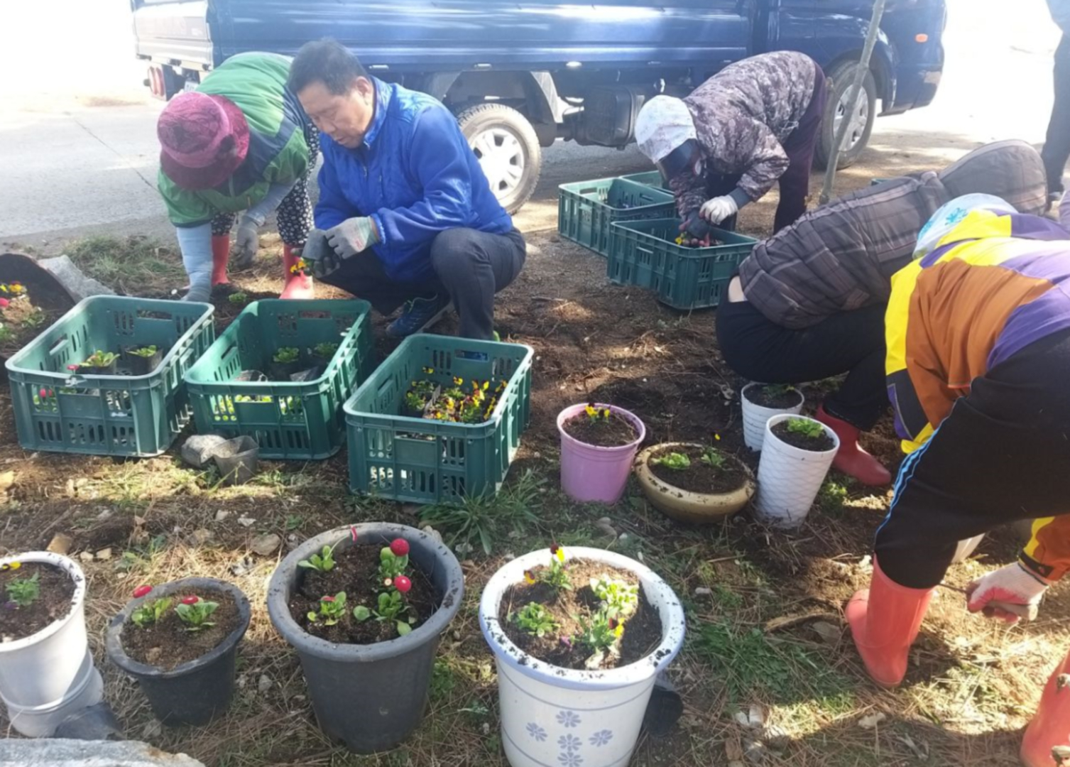 안산시 대부동, 마을안길 주변 초화류 식재