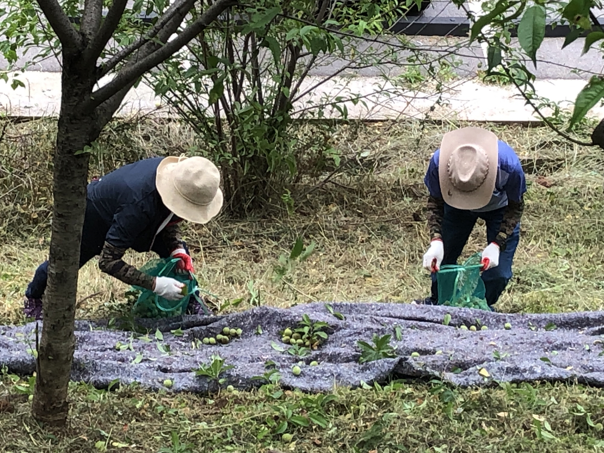 안산시 선부3동, 개복숭아 수확해 나눔 실천