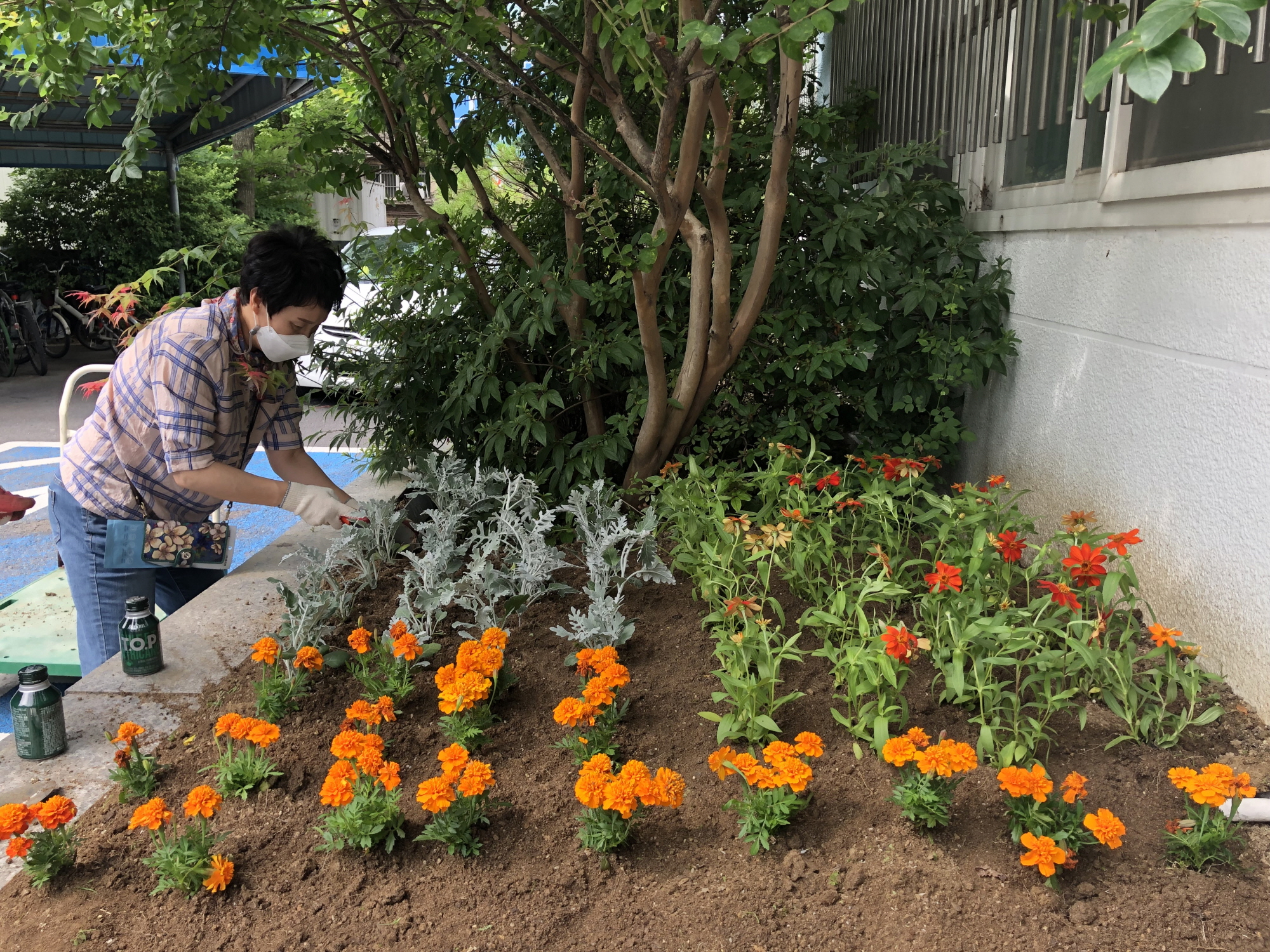 안산시 선부3동, 여름맞이 초화 식재로 환경개선