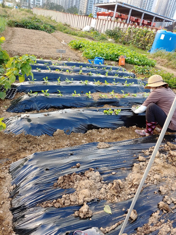 고잔동 지역사회보장협의체, 김장김치 나눔 배추 심기