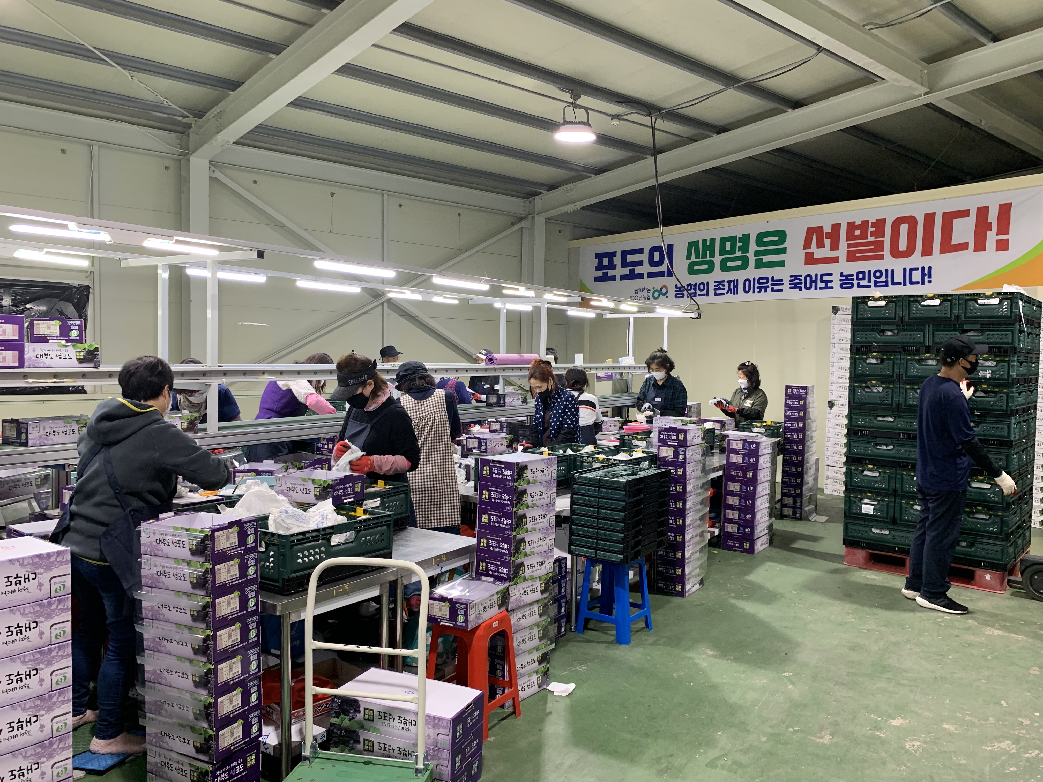 안산시, 이마트 고잔점과 대부도‘바다포도축제’행사 추진