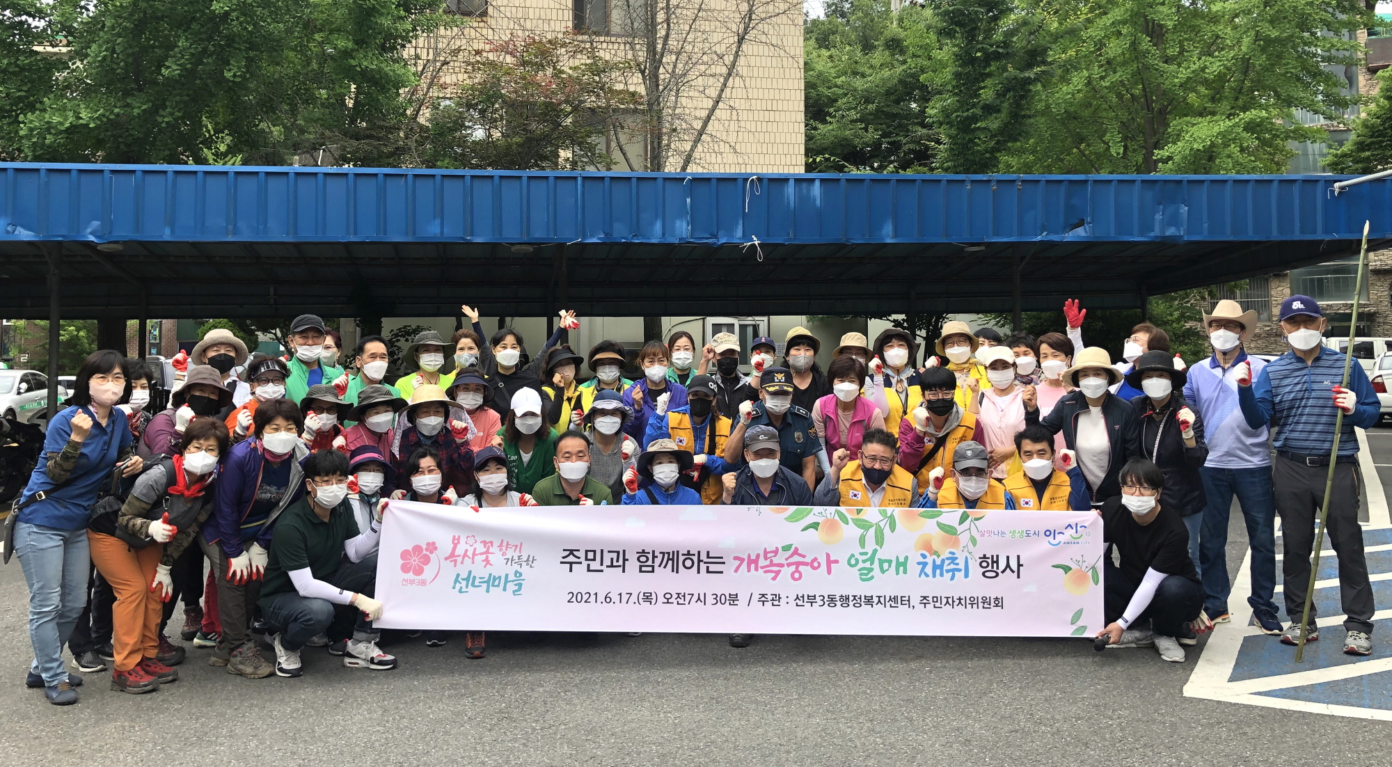 안산시 선부3동, 개복숭아 수확해 나눔 실천