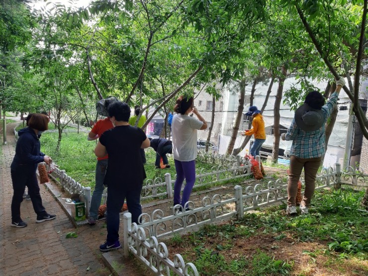 안산시 선부3동, 개복숭아 열매 수확·나눔 실천