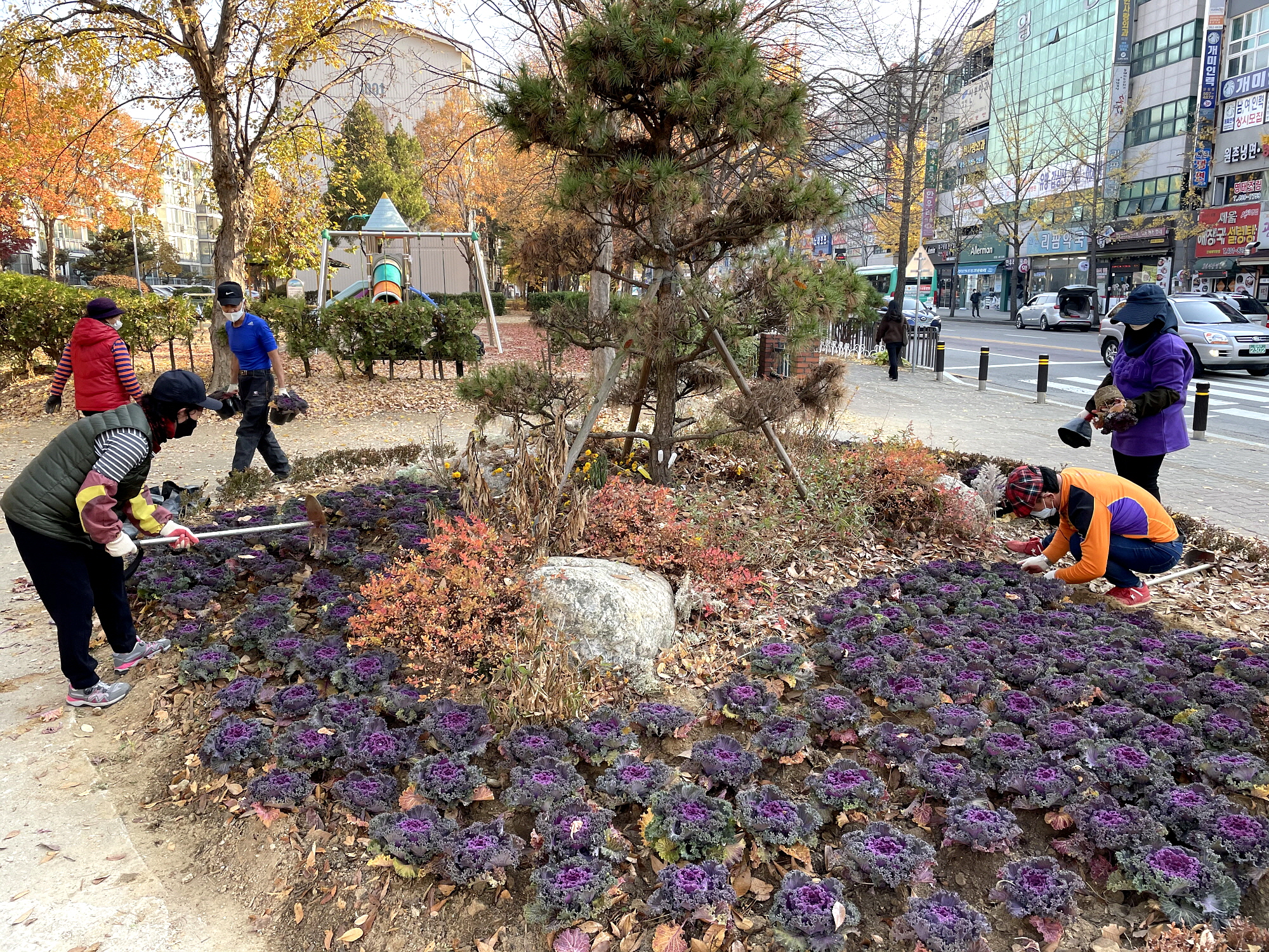 안산시 선부2동, 꽃양배추 식재로 겨울꽃밭 새단장