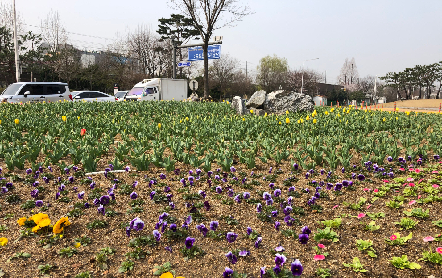 안산시, 꽃으로 코로나19 심리방역 지원