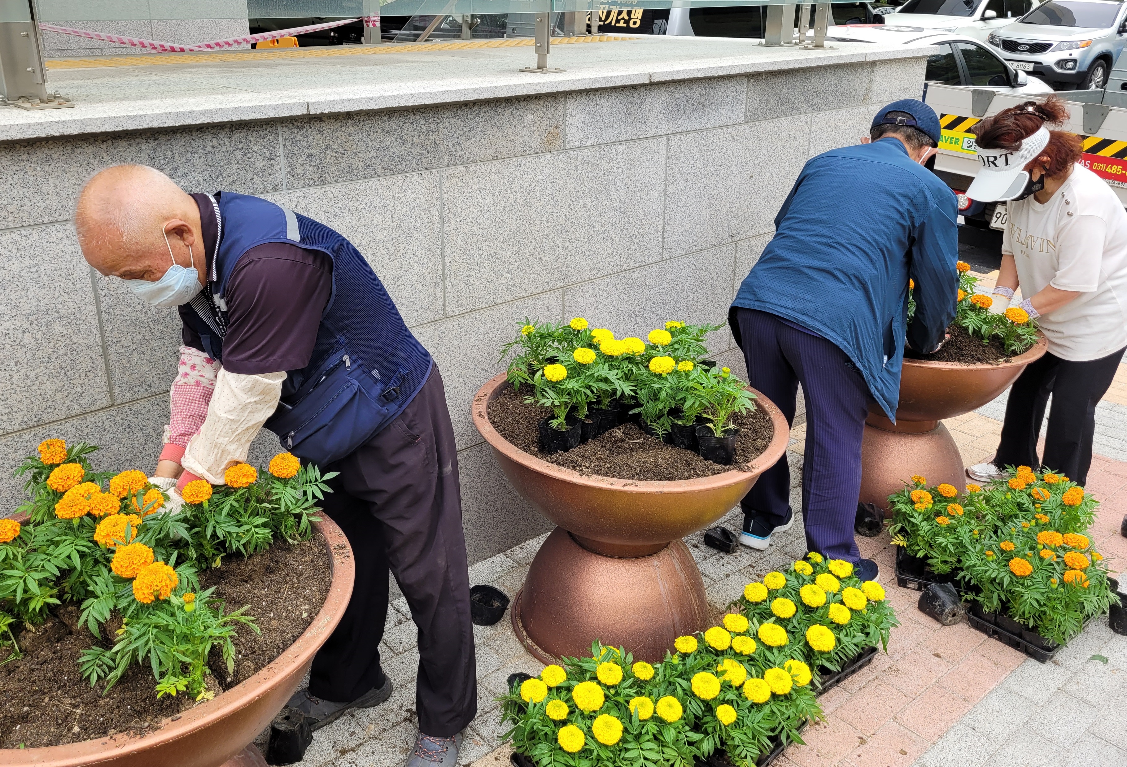 안산시 신길동 청사 화단에 메리골드 식재
