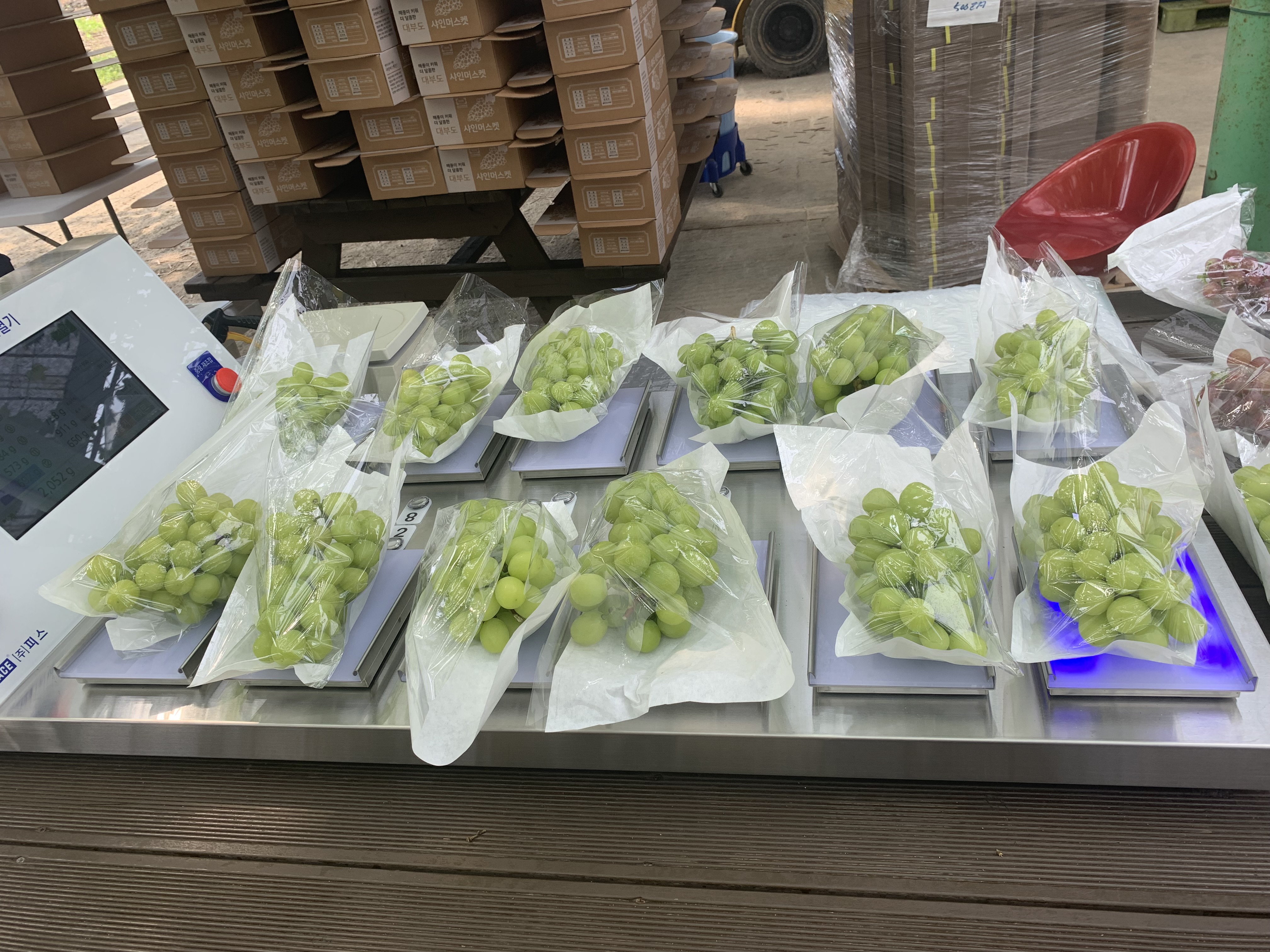 안산시, 대부도‘샤인머스켓’온라인 특별판매 행사