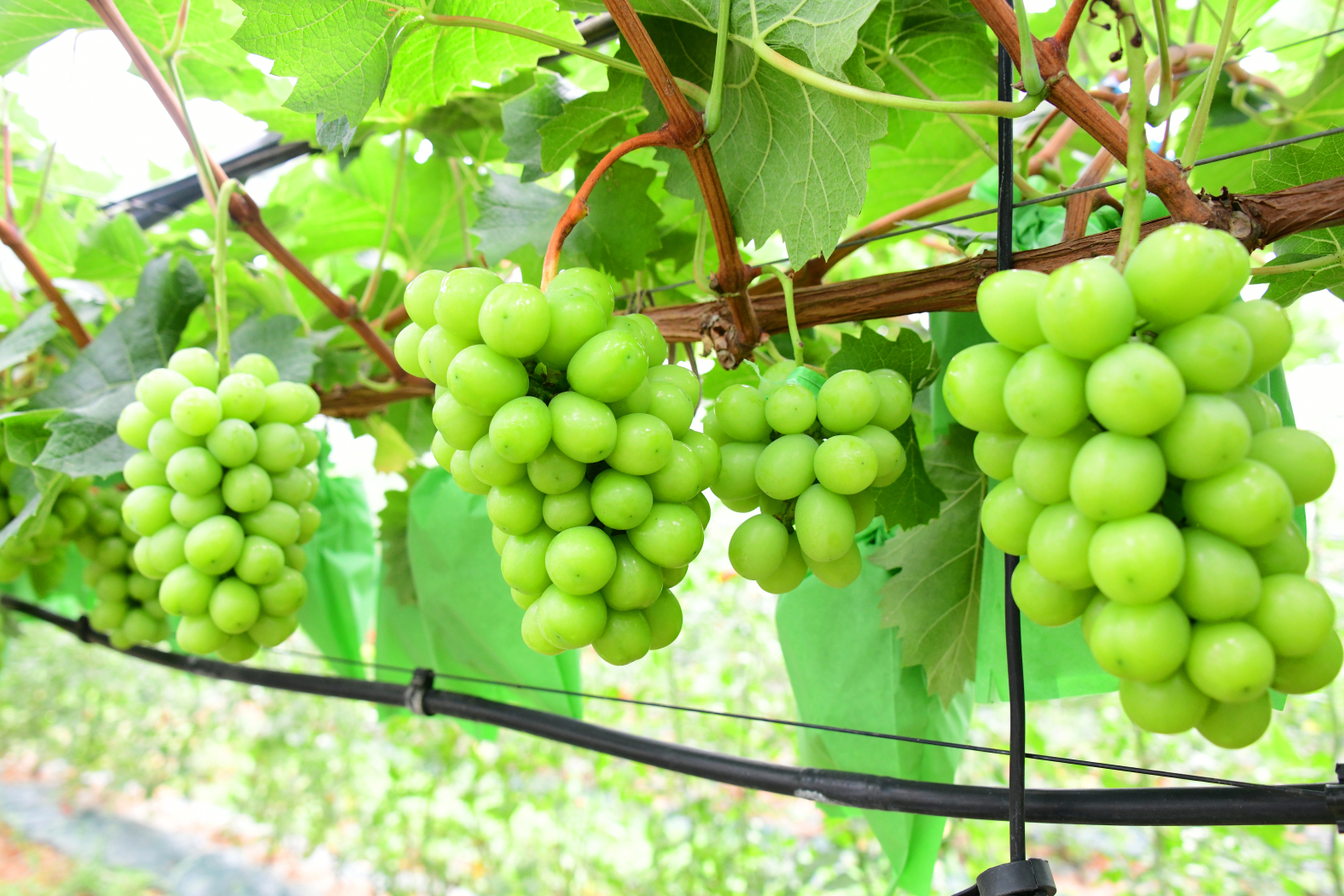 안산시, ‘대부도 샤인머스켓’온라인 특별판매 행사 추진