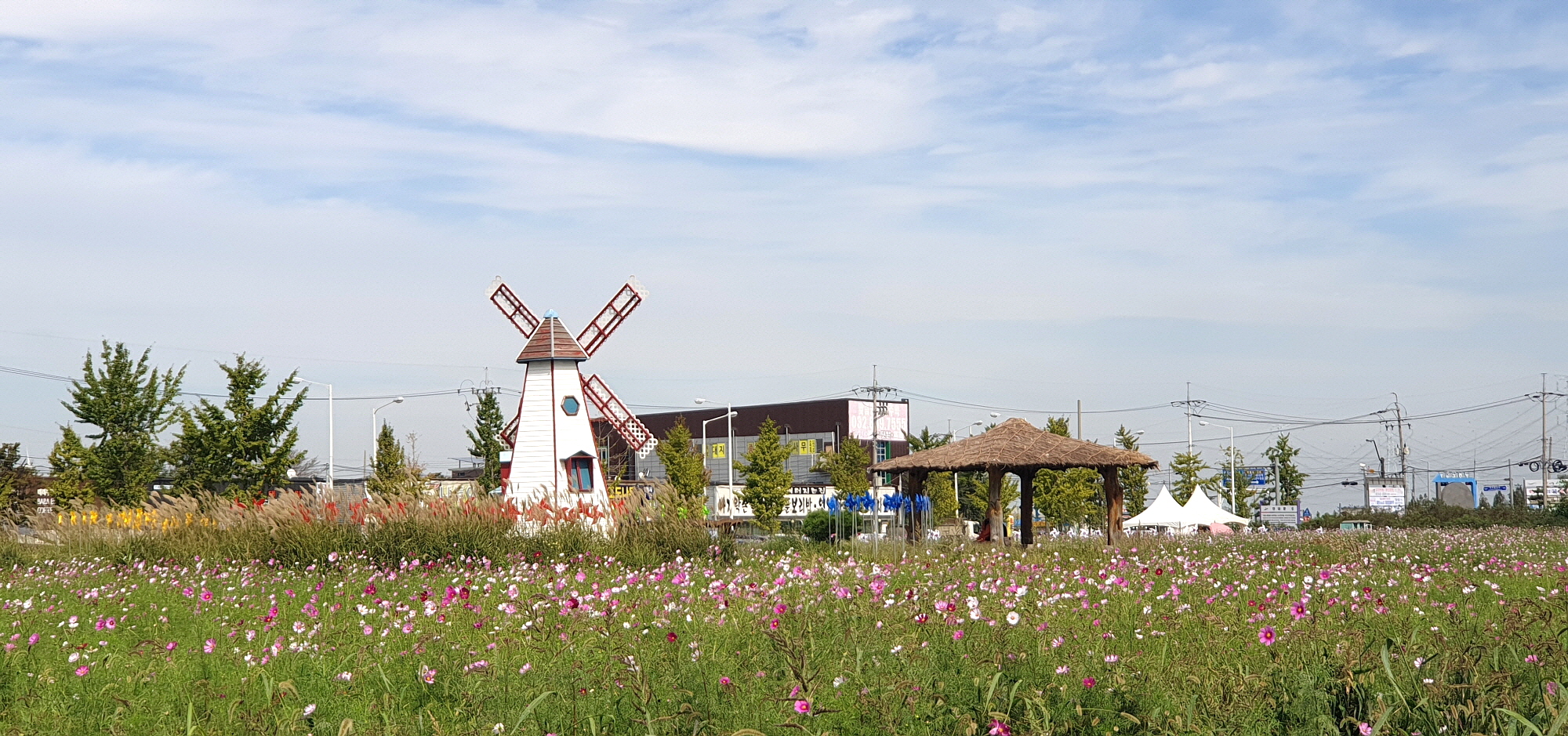 코스모스 만개한 안산시 대부도, 가을 정취 ‘물씬’