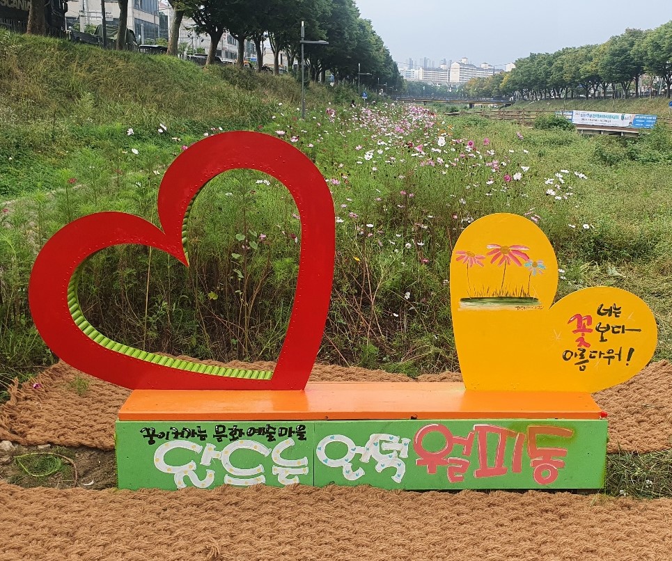 안산시 월피동, 안산천 코스모스 가을 정취 물씬