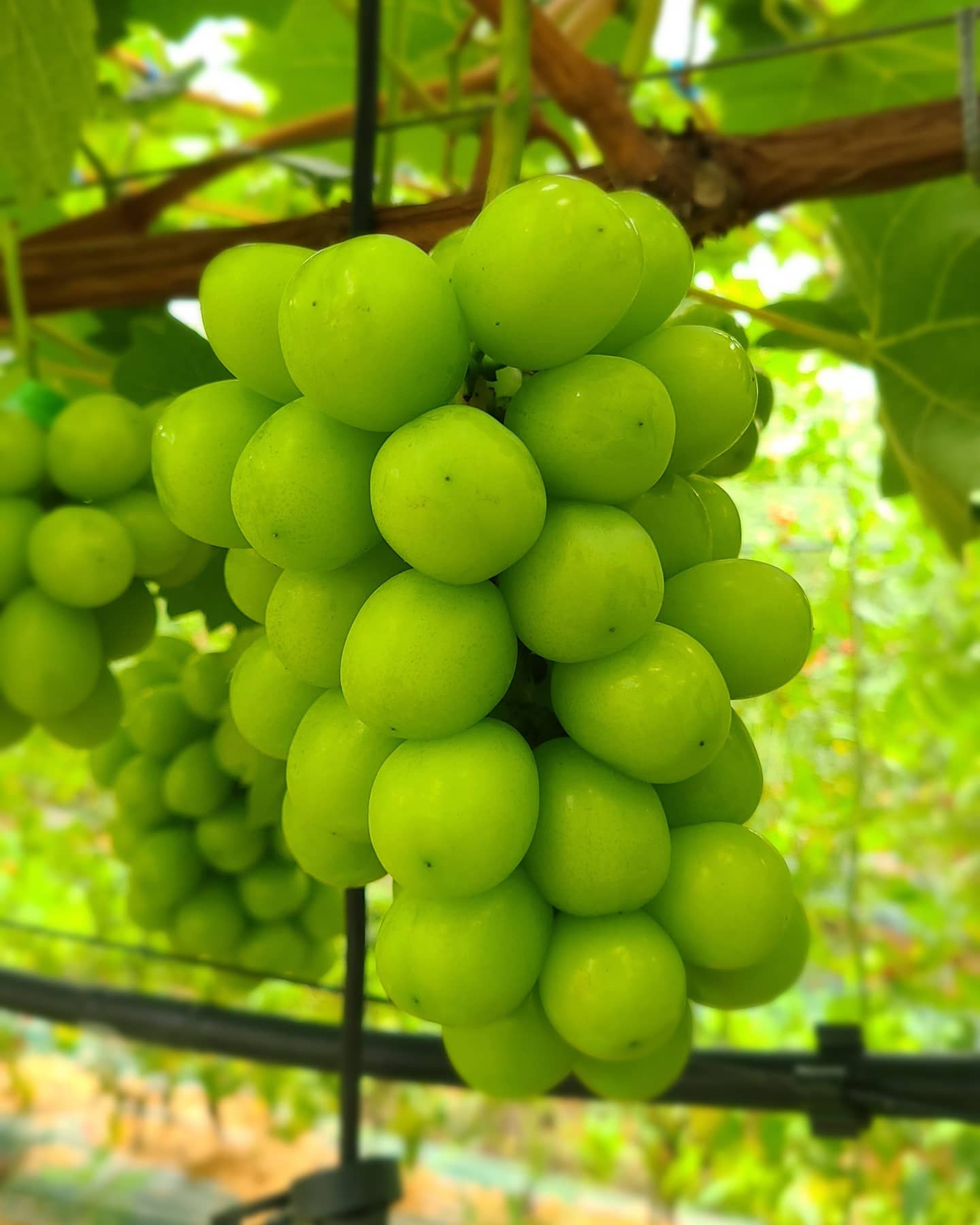 안산시, ‘대부도 샤인머스켓’온라인 특별판매 행사 추진