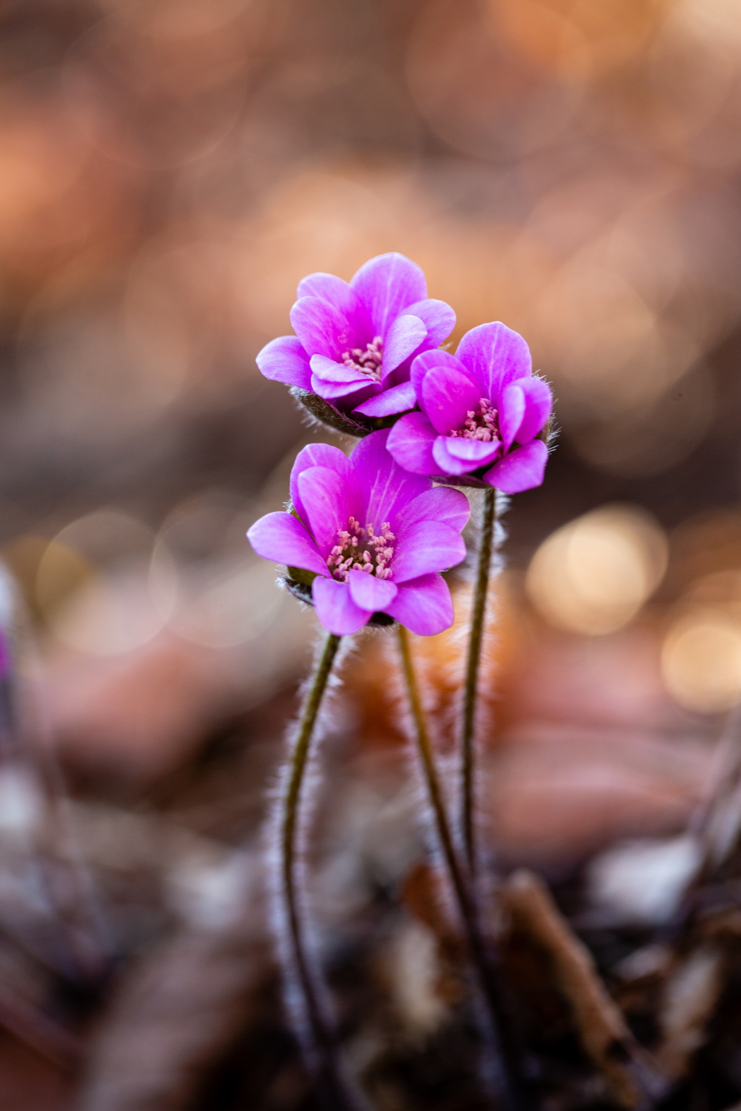 ‘안산 풍도(豊島)’야생화 만발! 봄기운 가득!