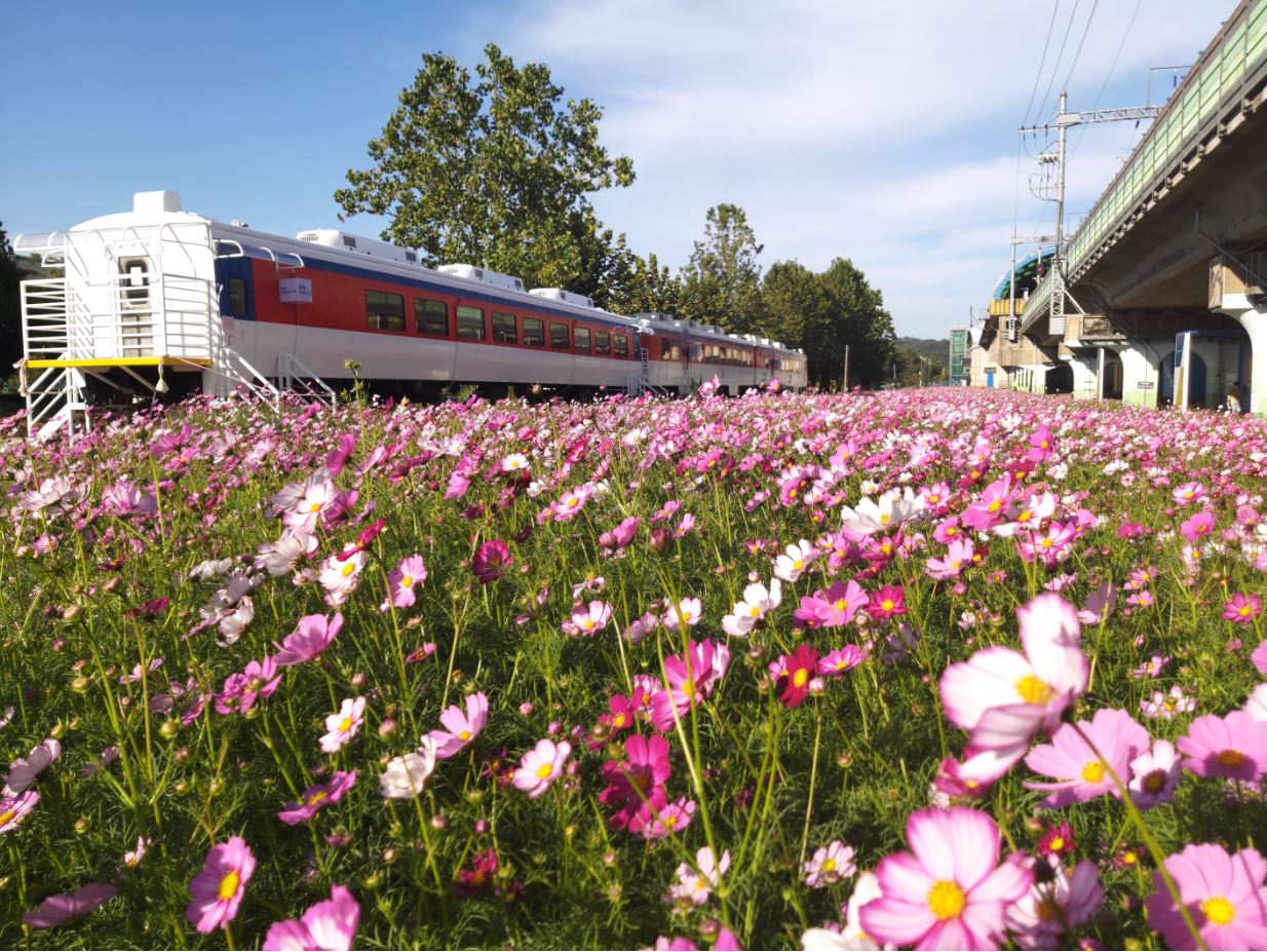 “요즘 갬성! 아는 사람은 안다”…가을 힐링장소로 떠오른 옛 수인선 협궤 철로변
