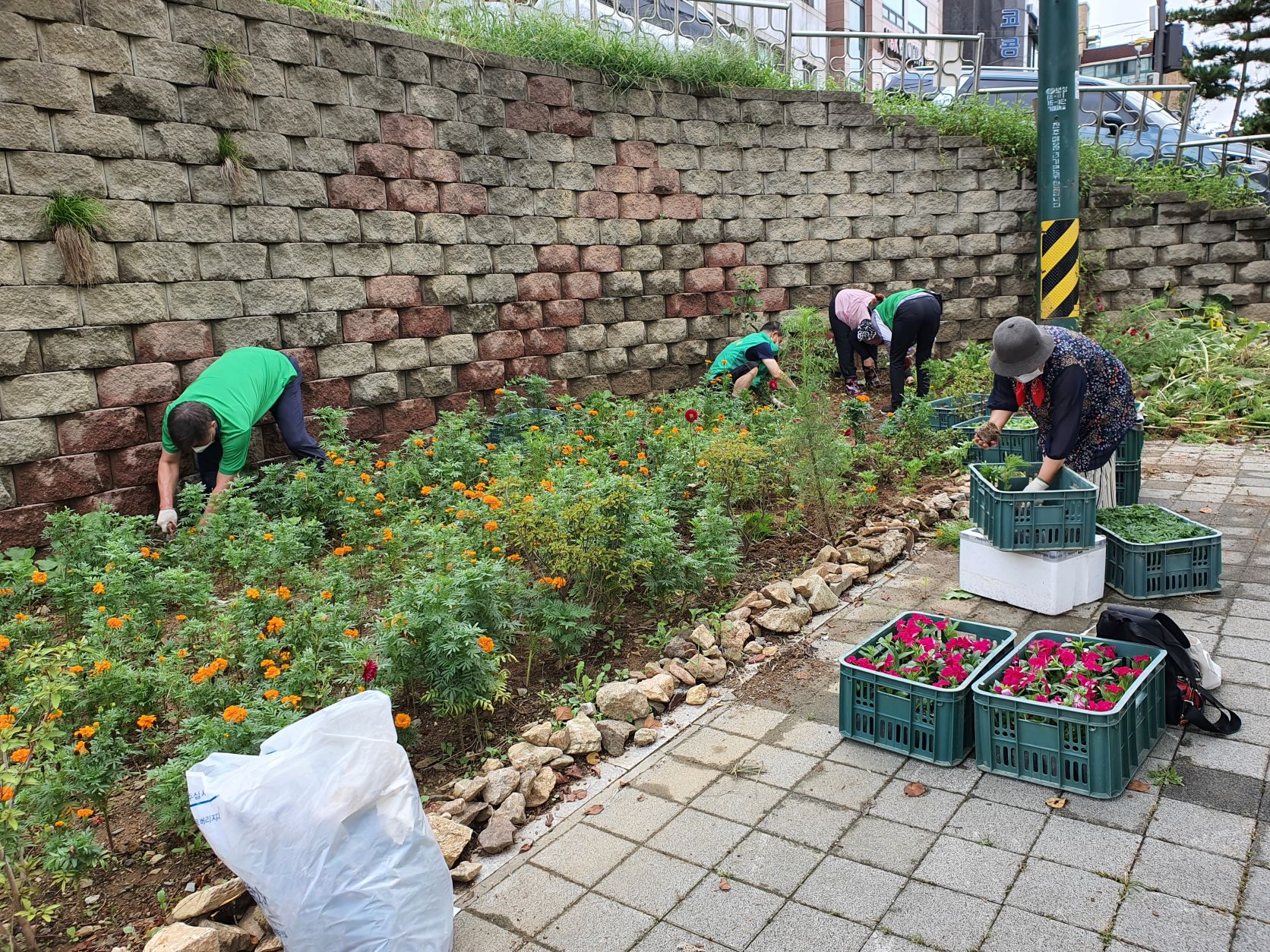 안산시 안산동 새마을지도자협의회, 수인산업도로변 쌈지화단 가을꽃 식재