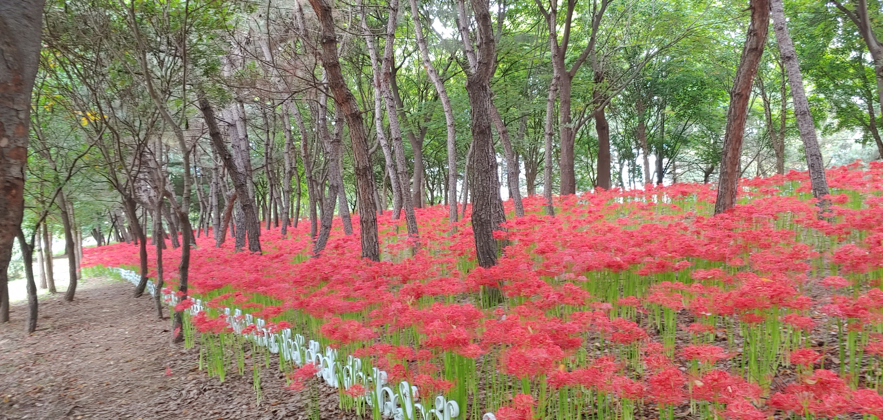 안산시 상록구 “가을철 꽃무릇 단지로 지친마음 치유하세요”