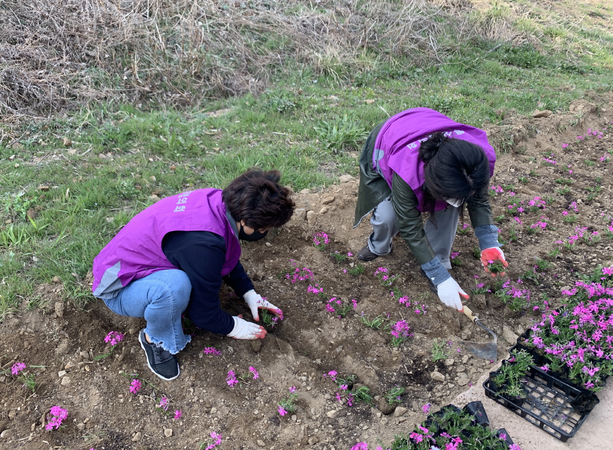 안산시 초지동 통장협의회, 화정천 꽃잔디 식재