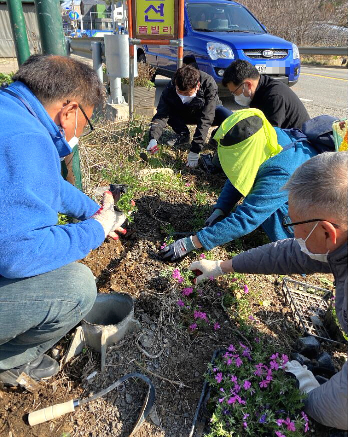 안산시 대부동, 새방죽길 하천가에 봄맞이 초화류 식재
