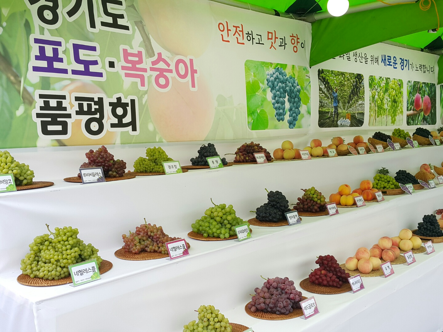 안산 대부포도, 경기도 포도 품평회 2관왕 차지