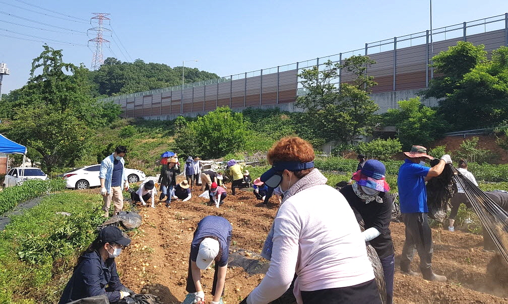 안산시 부곡동 통장협의회, 사랑의 감자 수확