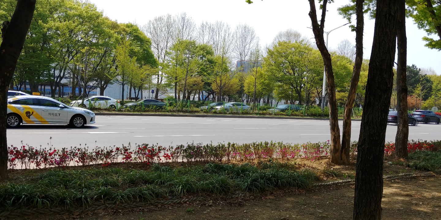 안산시 백운동, 봄 햇살아래 출렁이는 철쭉거리 조성