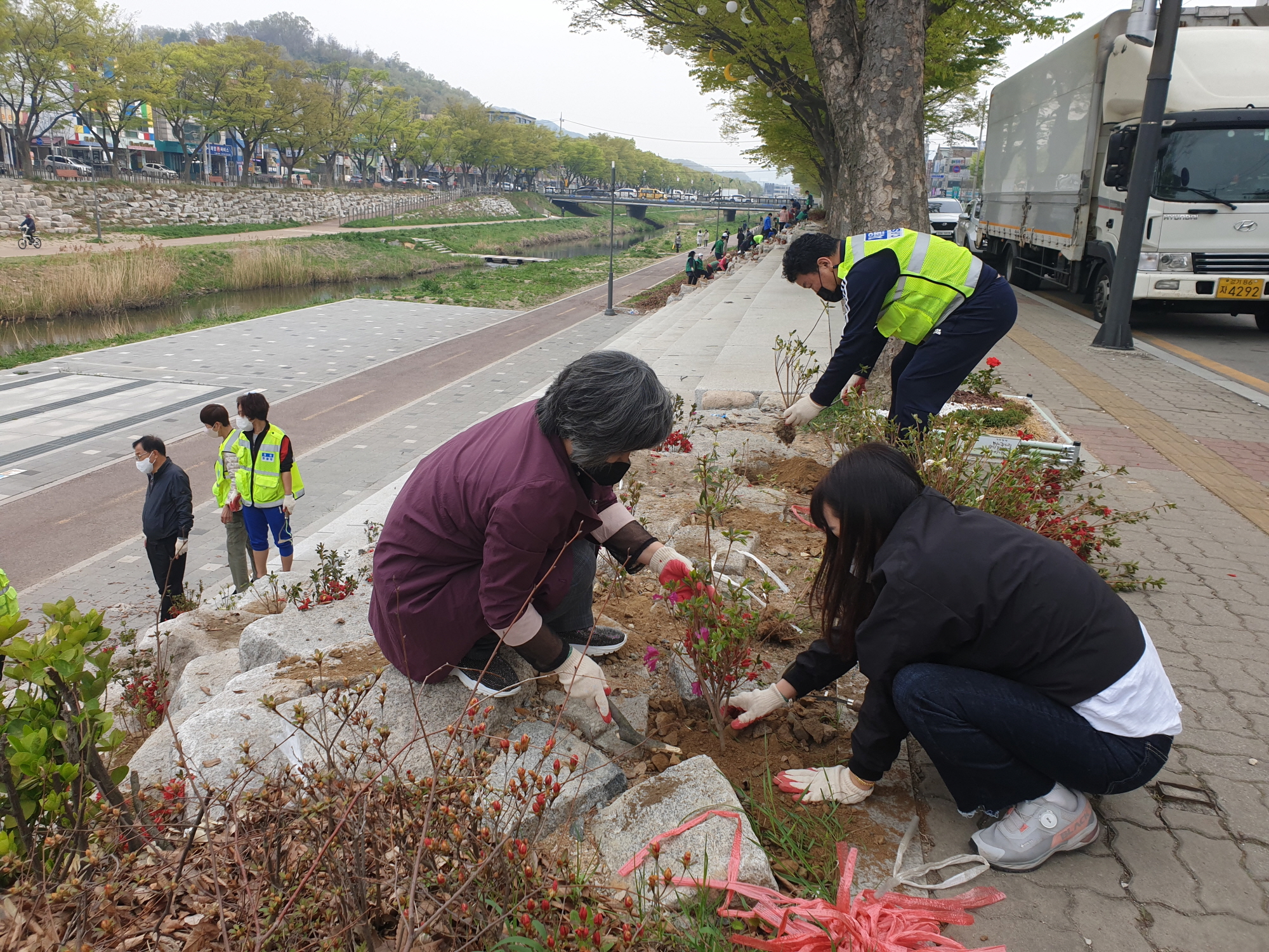 안산시 월피동, 안산천에 알록달록 철쭉 식재