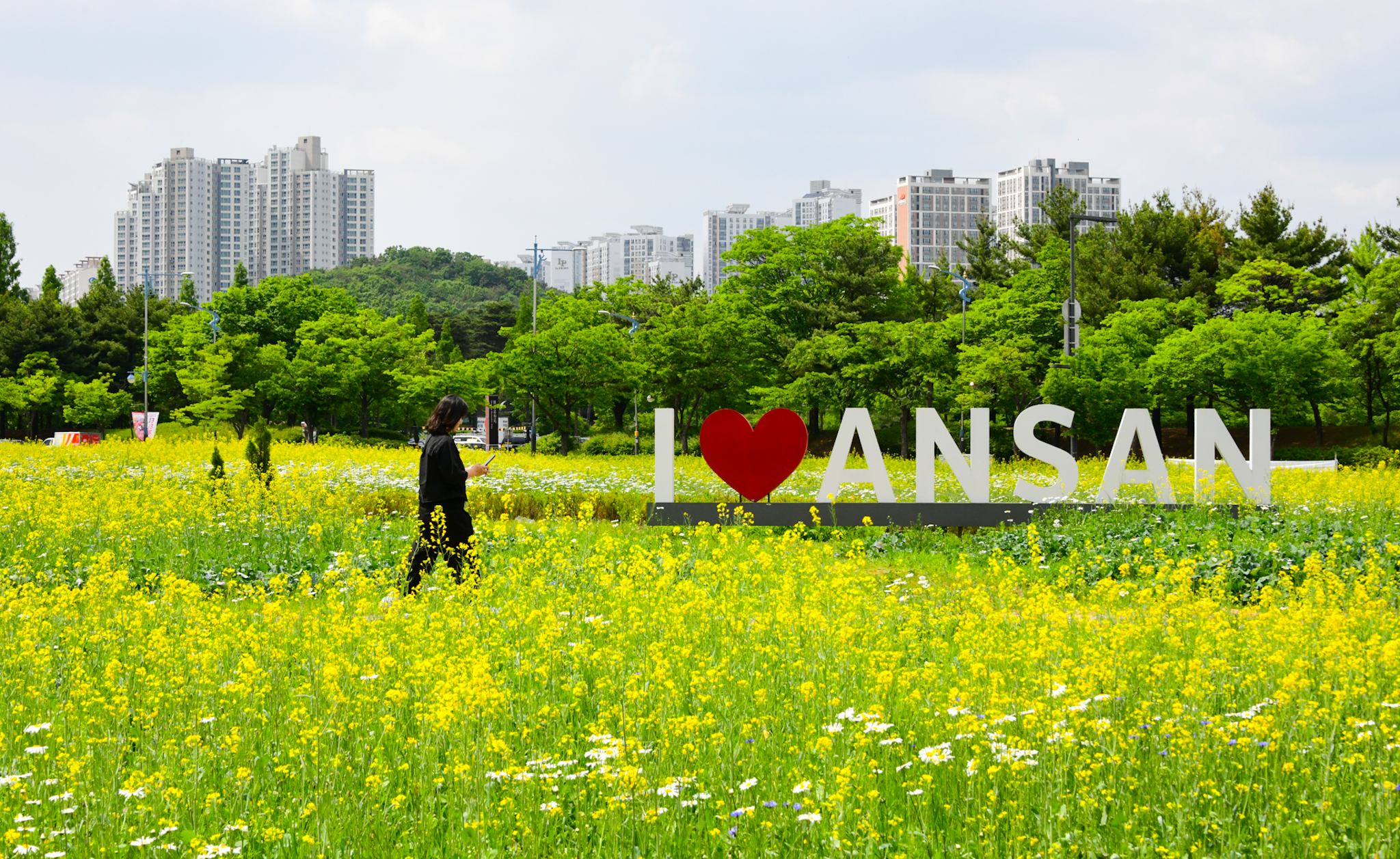 안산시 단원구청 앞 유채꽃밭 활짝…“힐링하러 오세요”