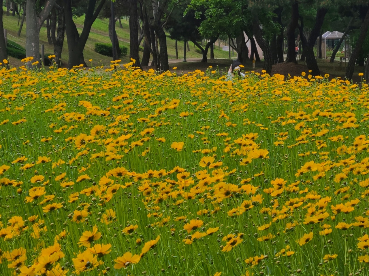 안산시 사이동, “향기로운 5월, 우리 꽃길만 걸어요”