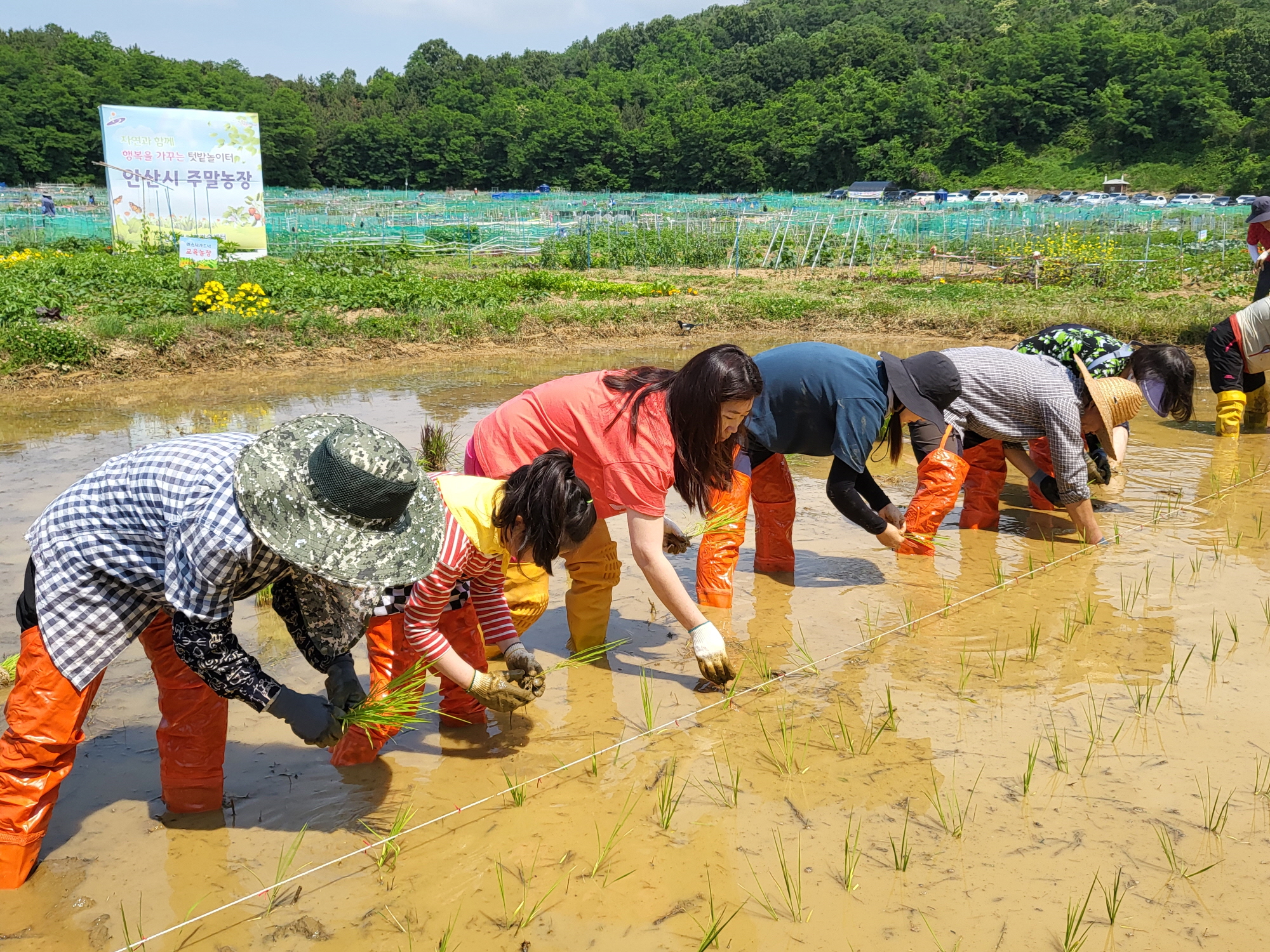 안산시, 주말농장과 함께하는‘전통모내기’체험행사 열어