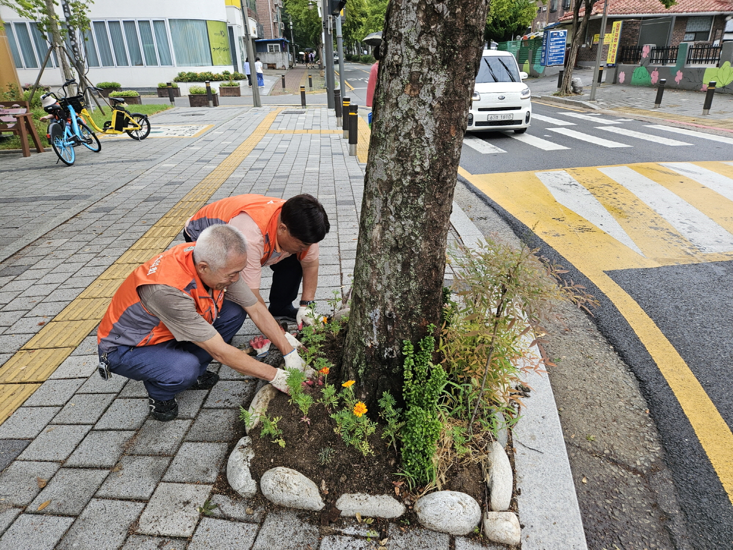 안산시 고잔동, 추석맞이 환경 정비 및 가을꽃 식재