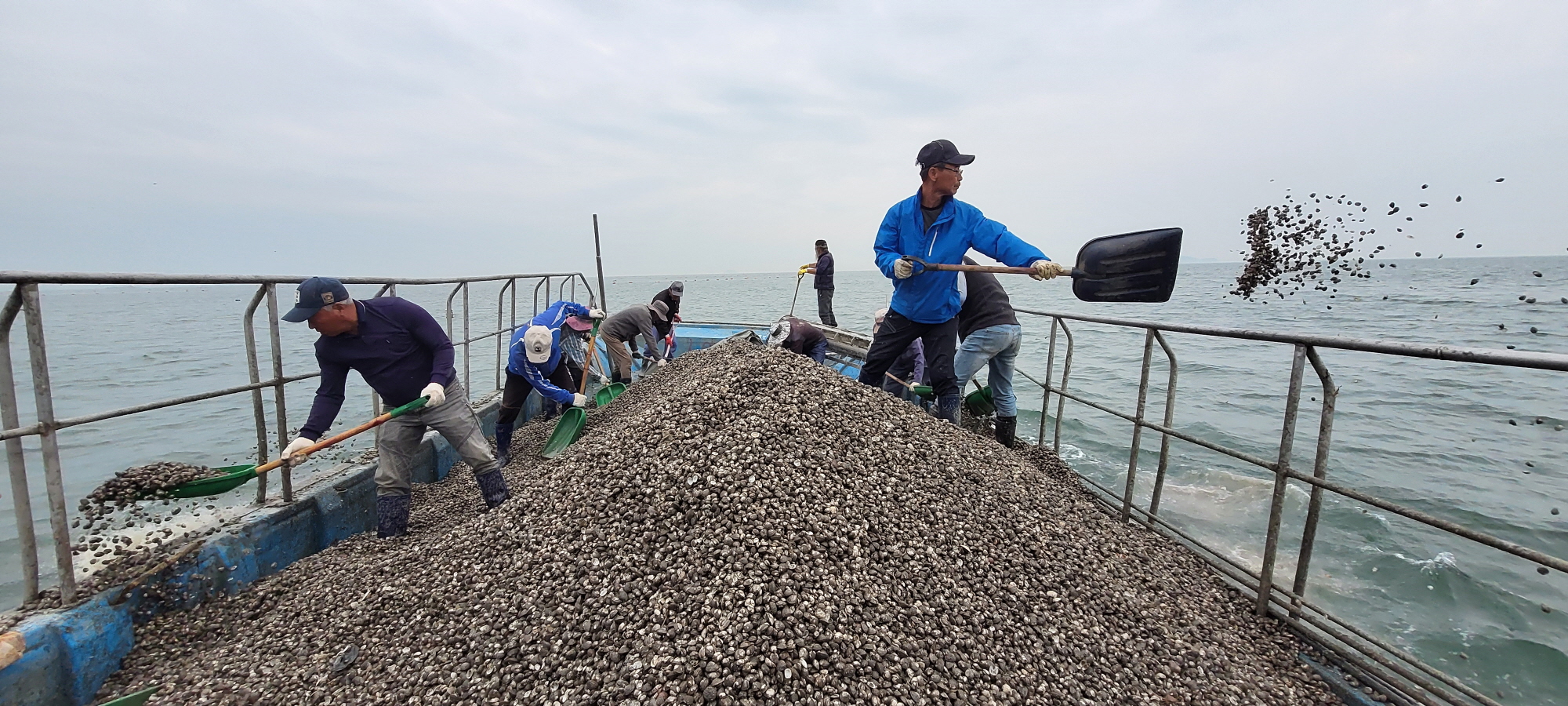안산시, 고소득 패류 종자 방류 추진… 대부도 지역경제 살린다